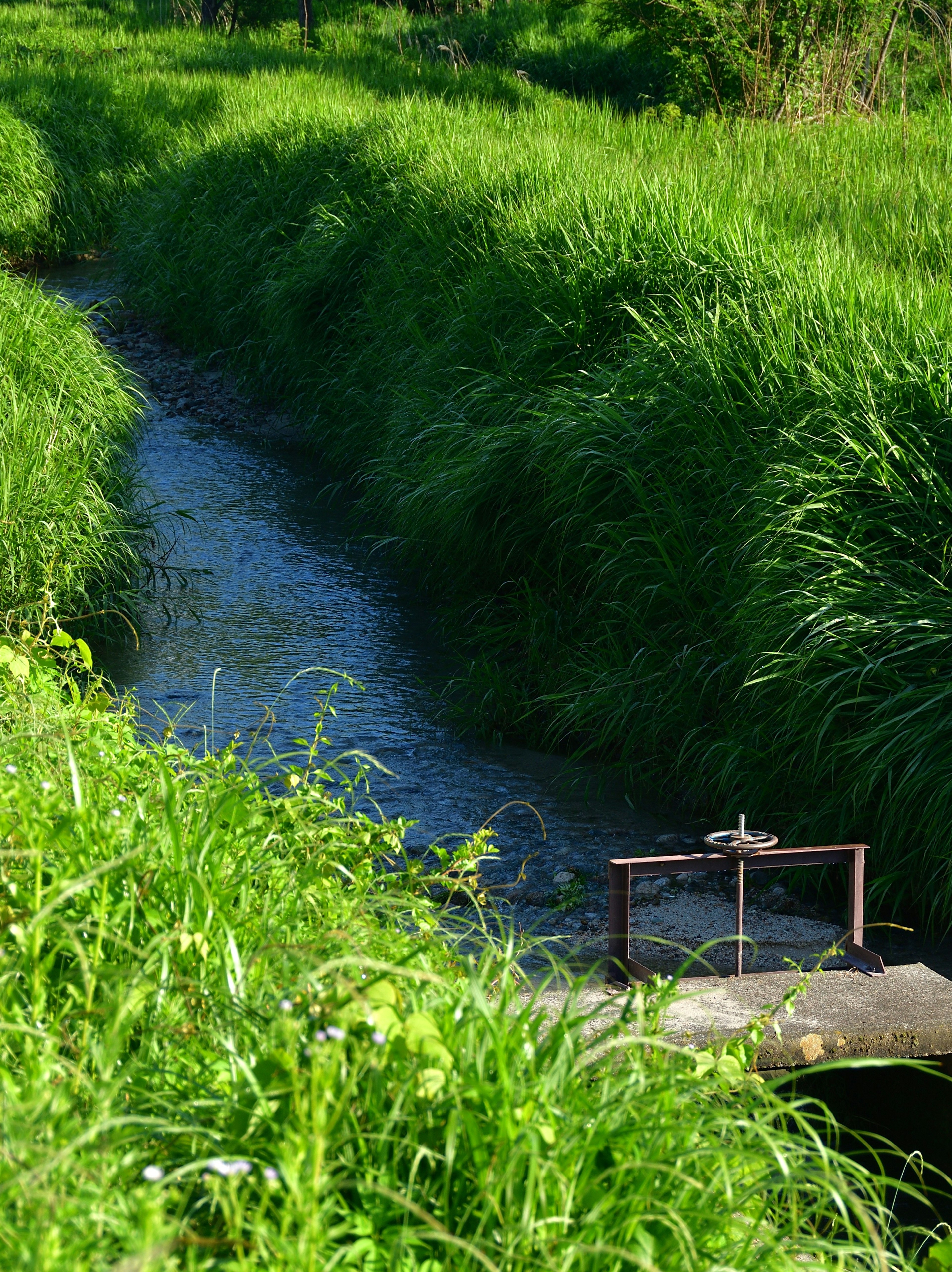 Un arroyo sereno rodeado de hierba verde exuberante con una compuerta de agua