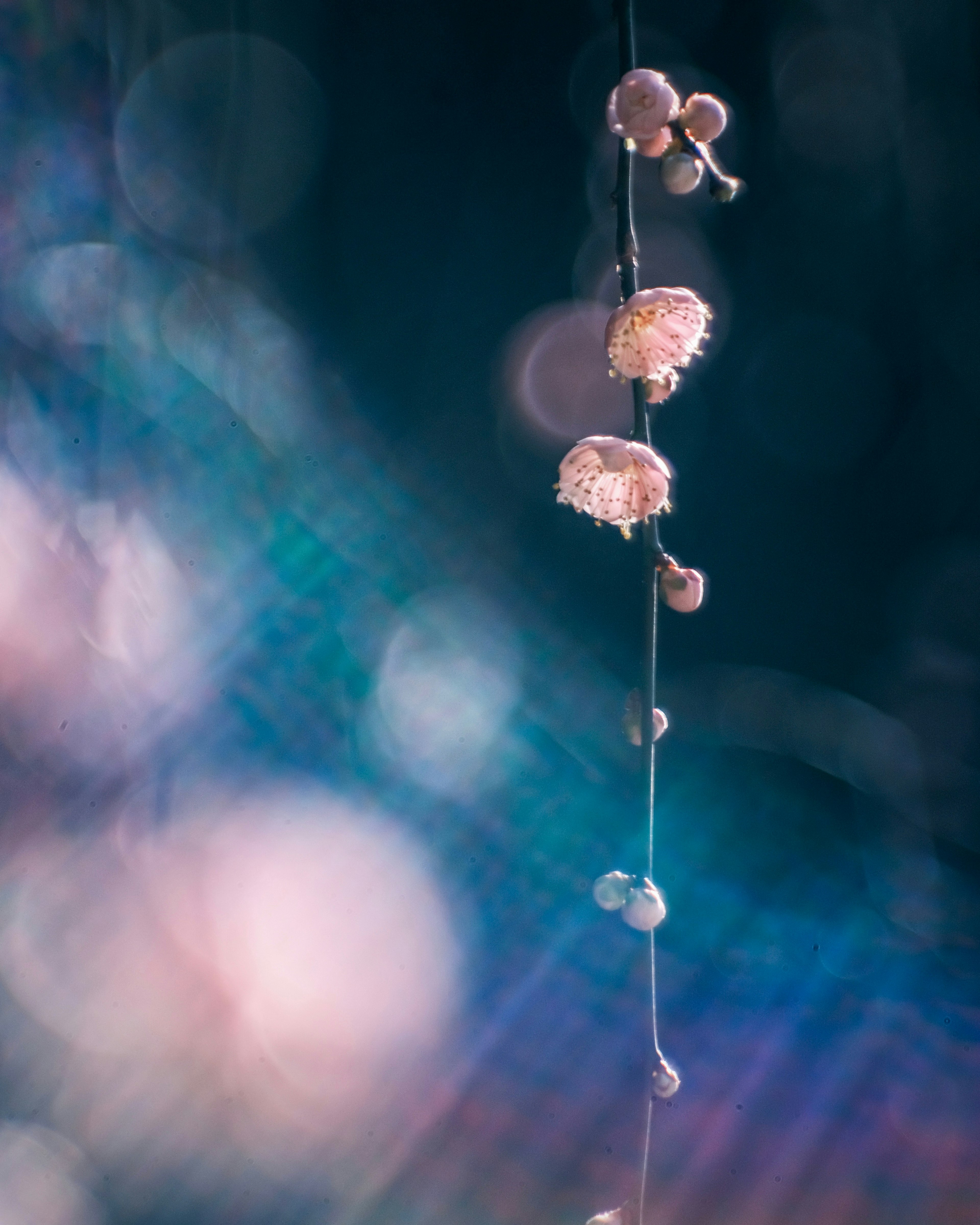 Image of a beautiful flowering vine against a blue background