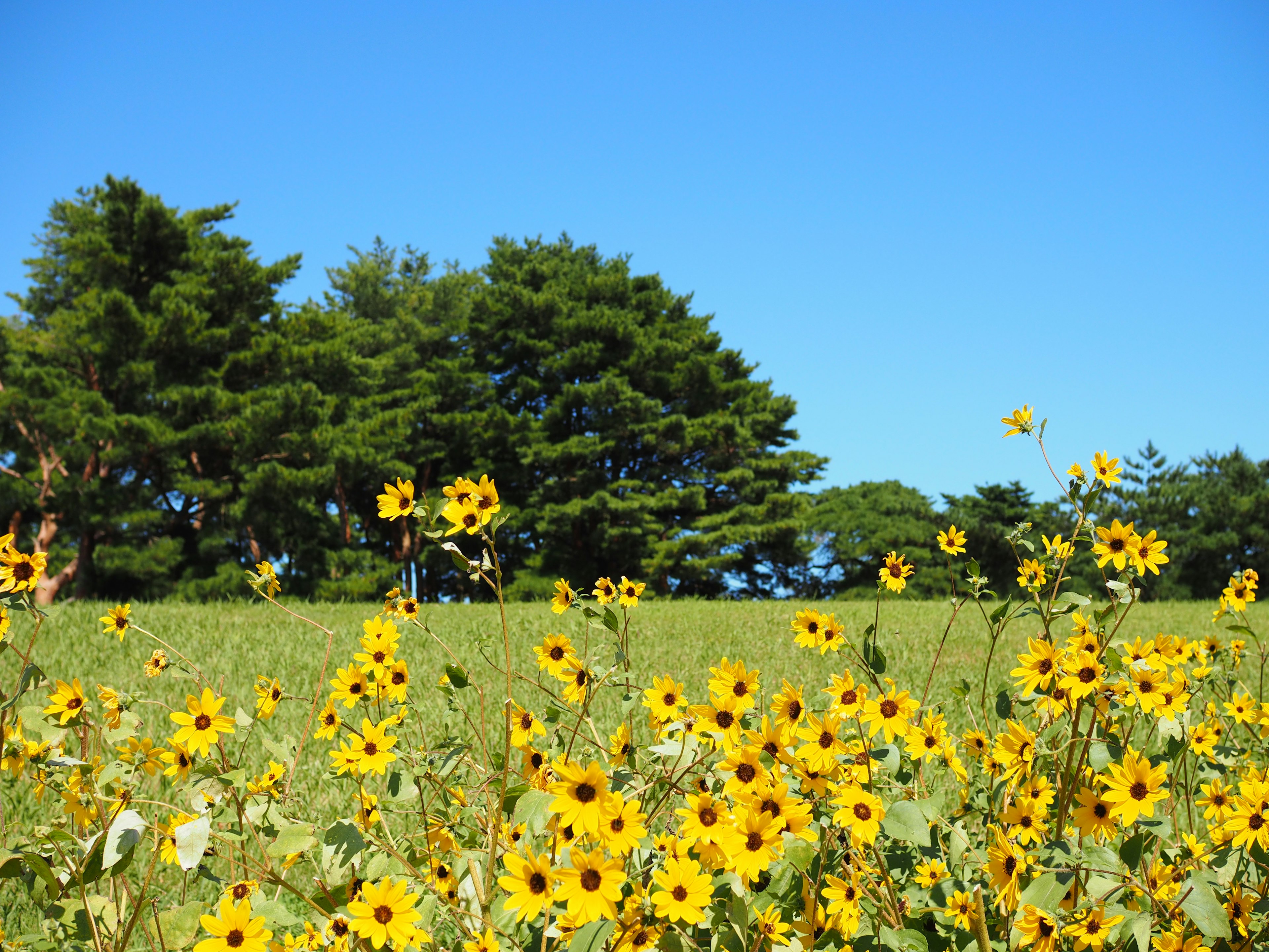 Campo di girasoli sotto un cielo blu con alberi verdi