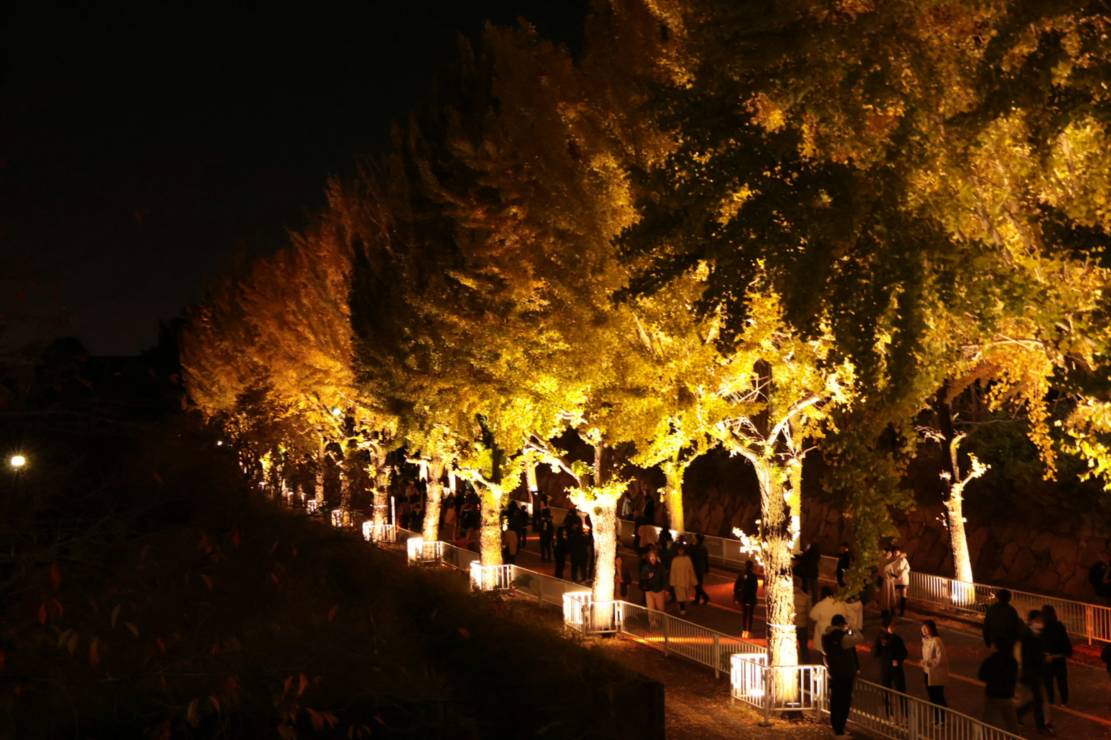 Illuminated ginkgo trees lining a pathway at night