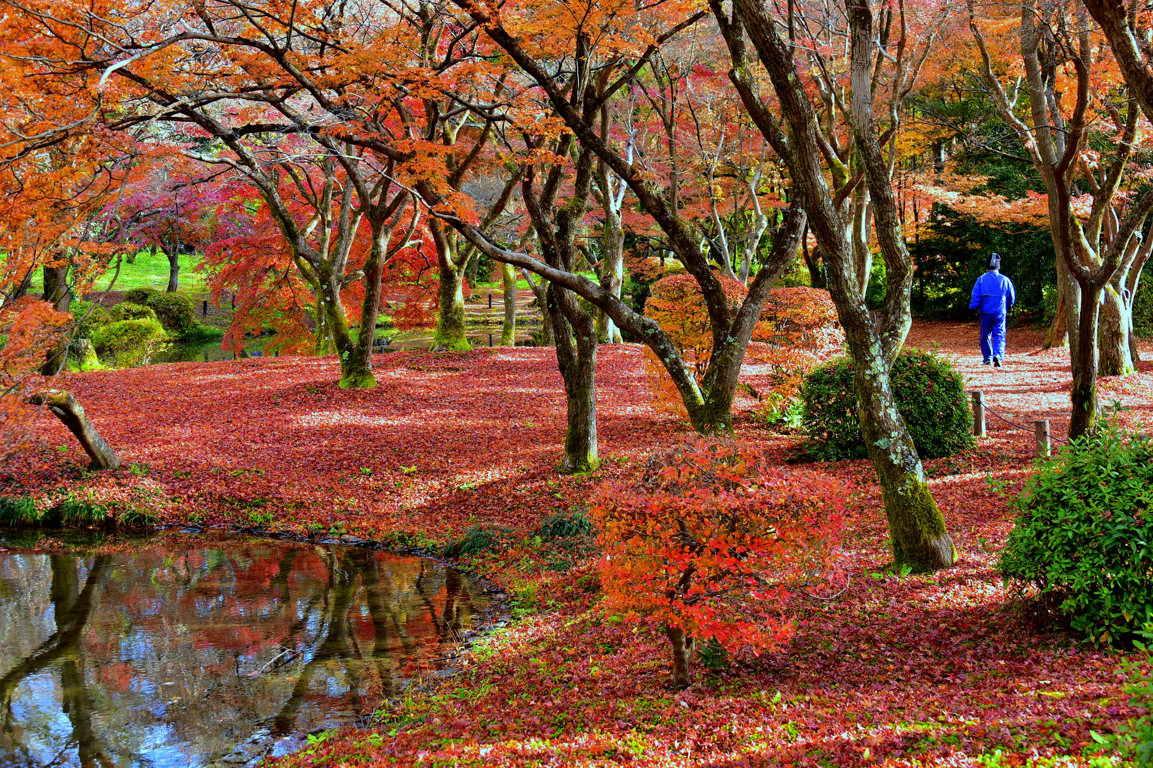 Malersicher Park mit lebhaftem Herbstlaub Person geht am Teich entlang