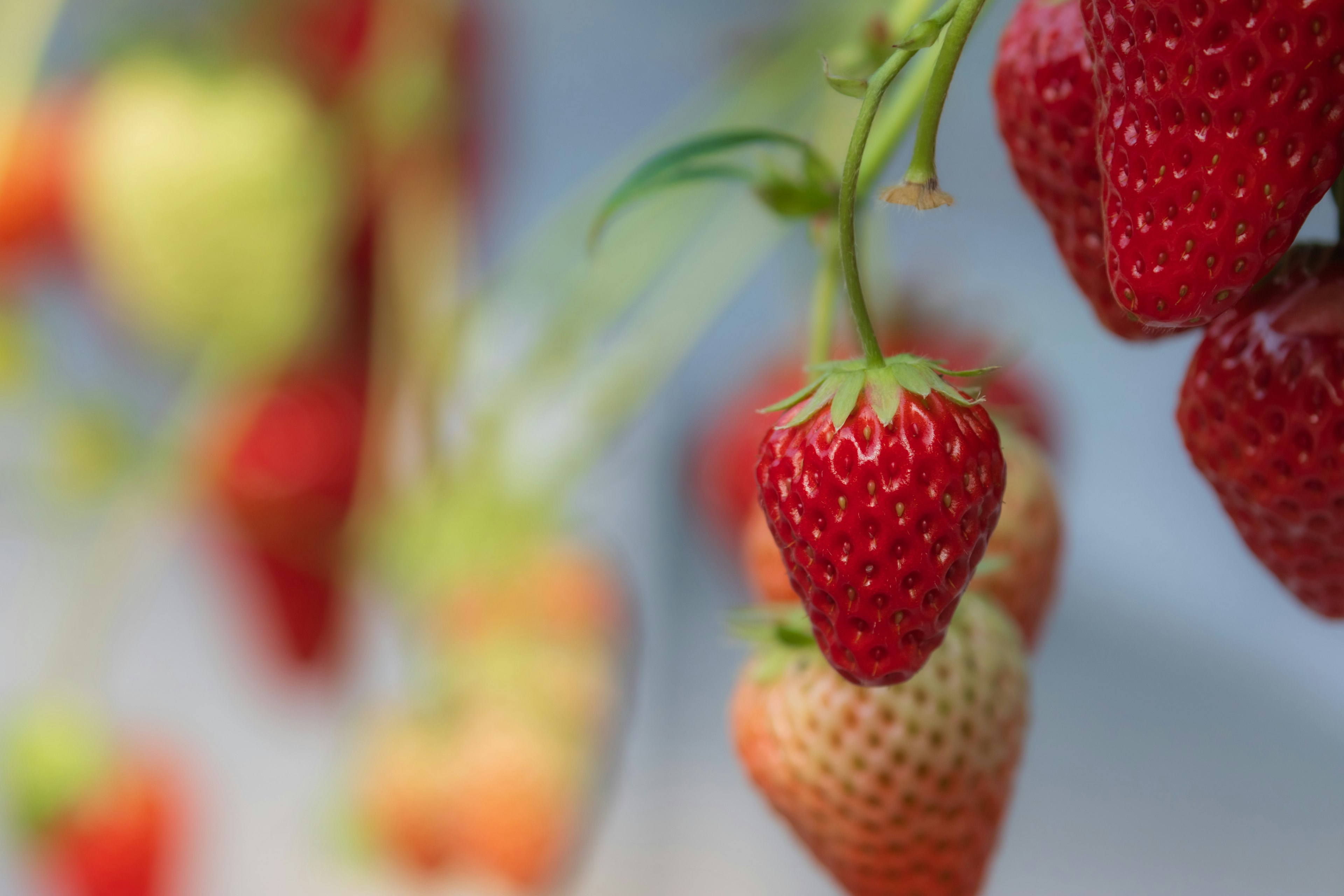 Imagen vibrante de fresas rojas colgando