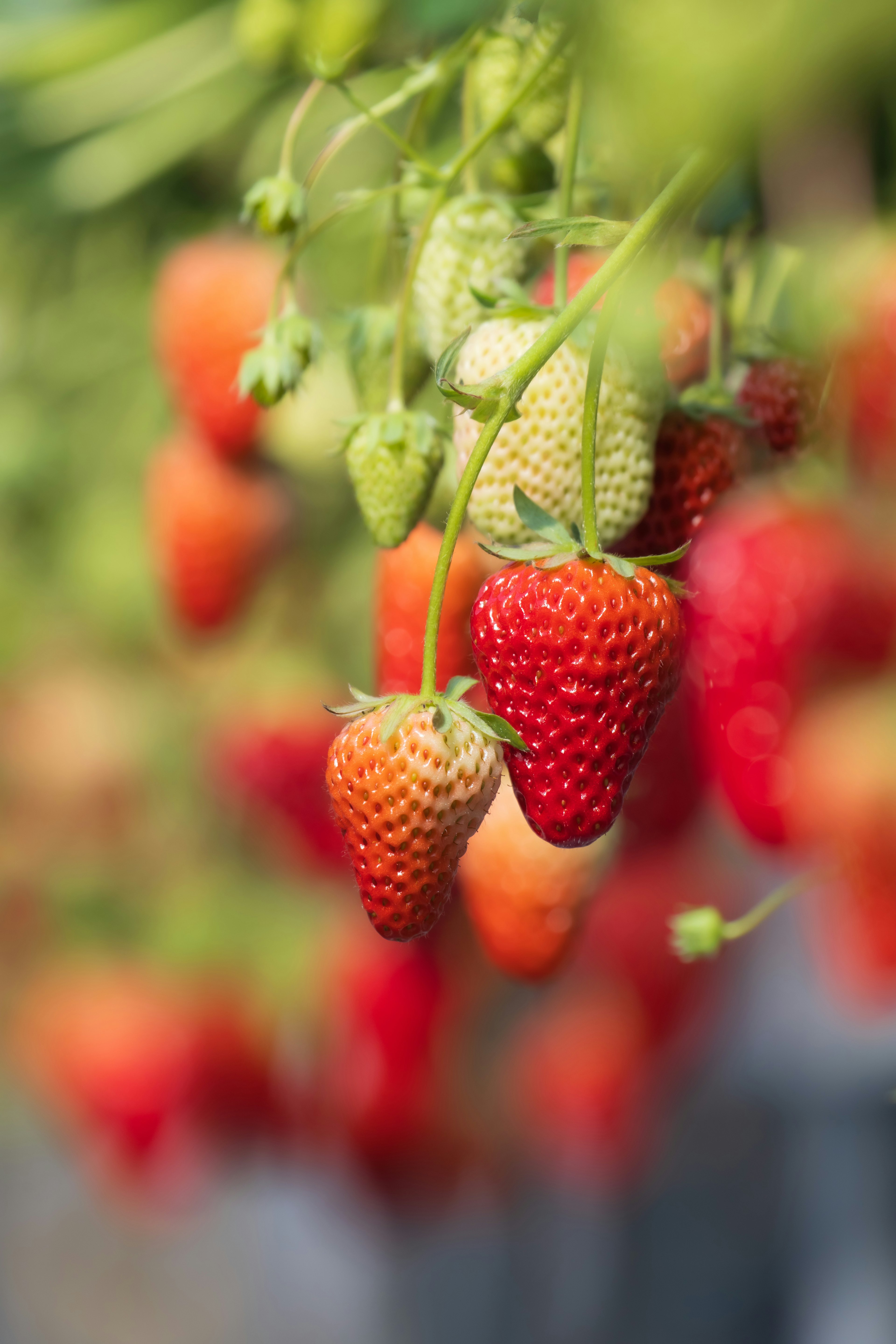 Clusters of red and green strawberries hanging from plants