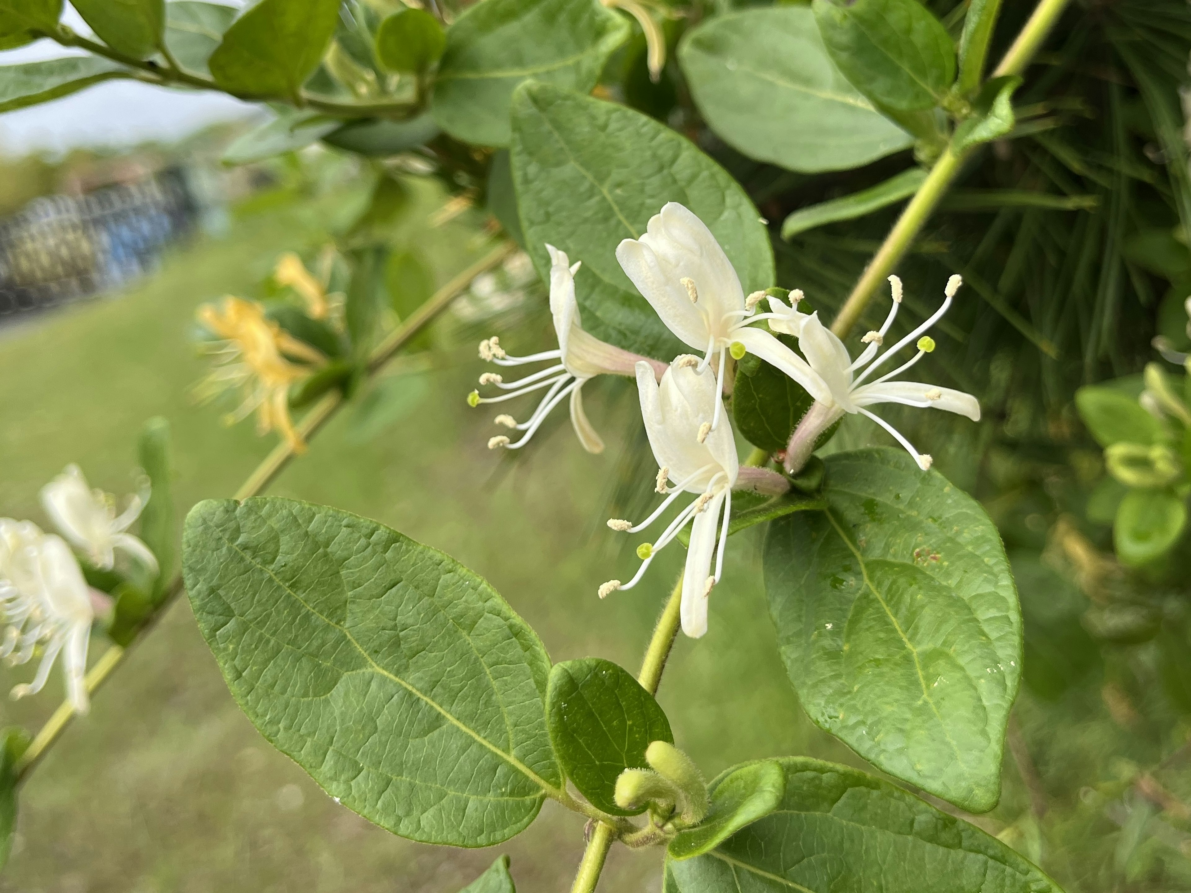 白い花と緑の葉を持つ植物のクローズアップ