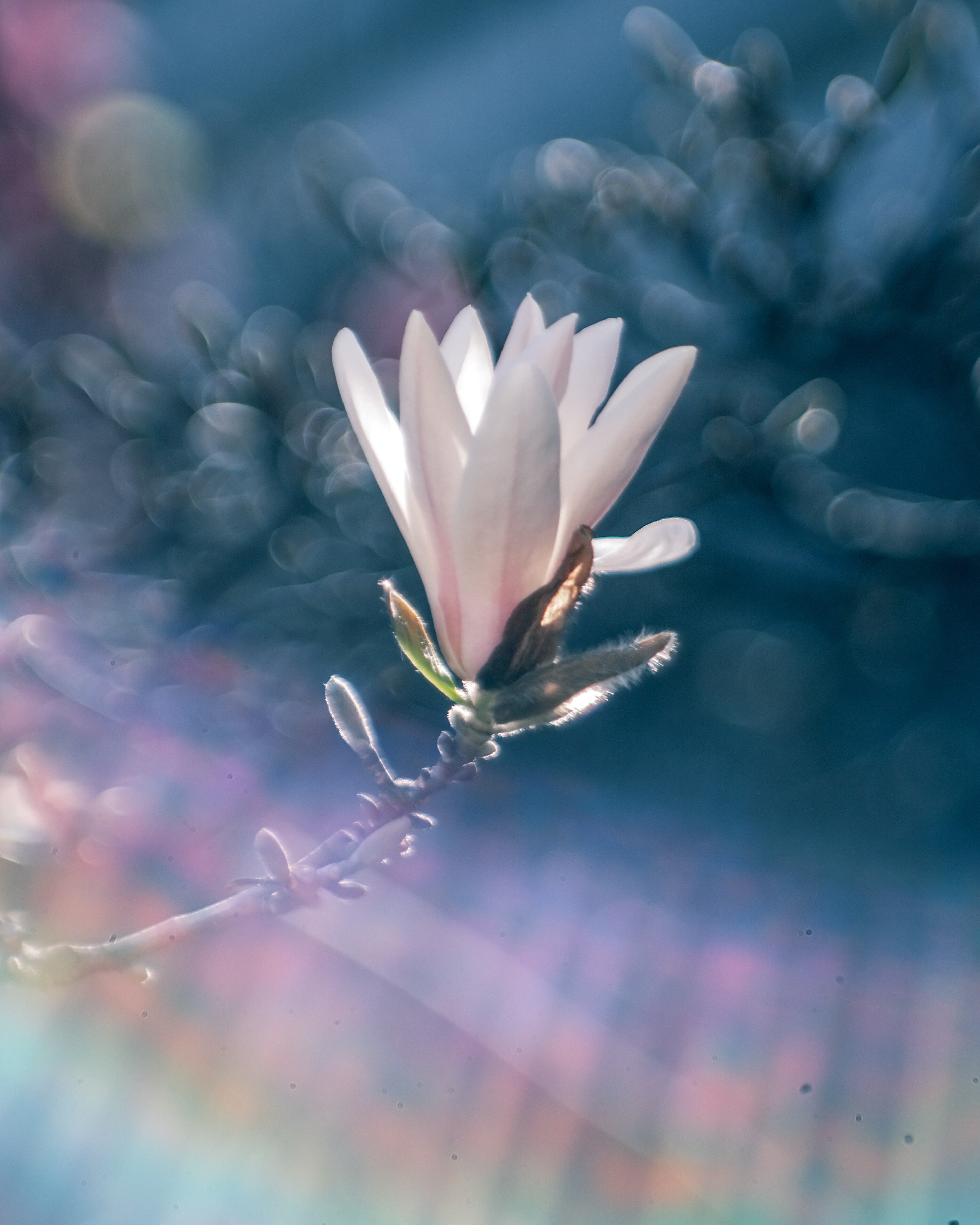 Eine zarte rosa Blume, die vor einem sanften blauen Hintergrund blüht