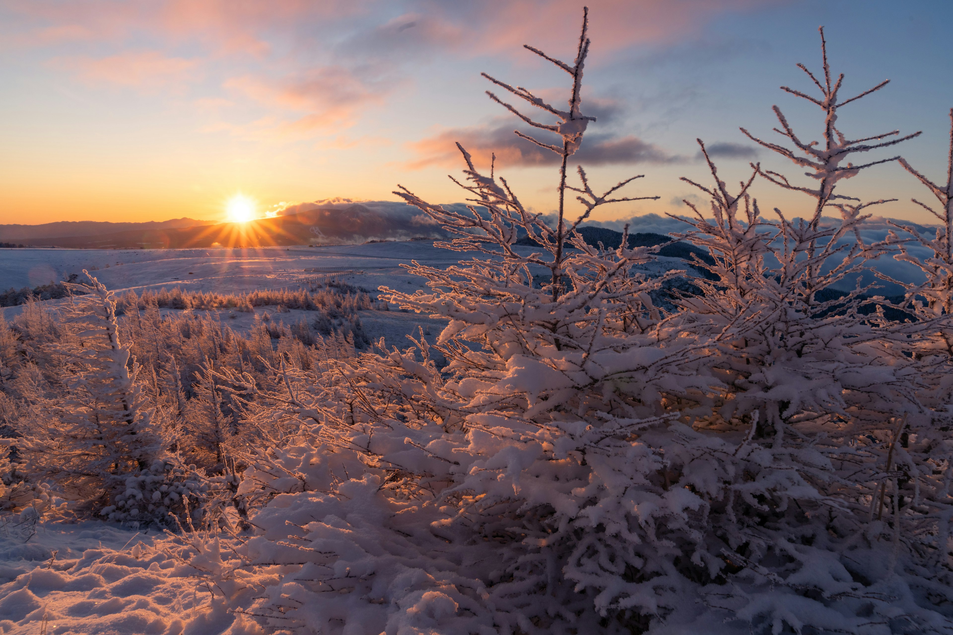 Snow-covered trees with a beautiful sunrise