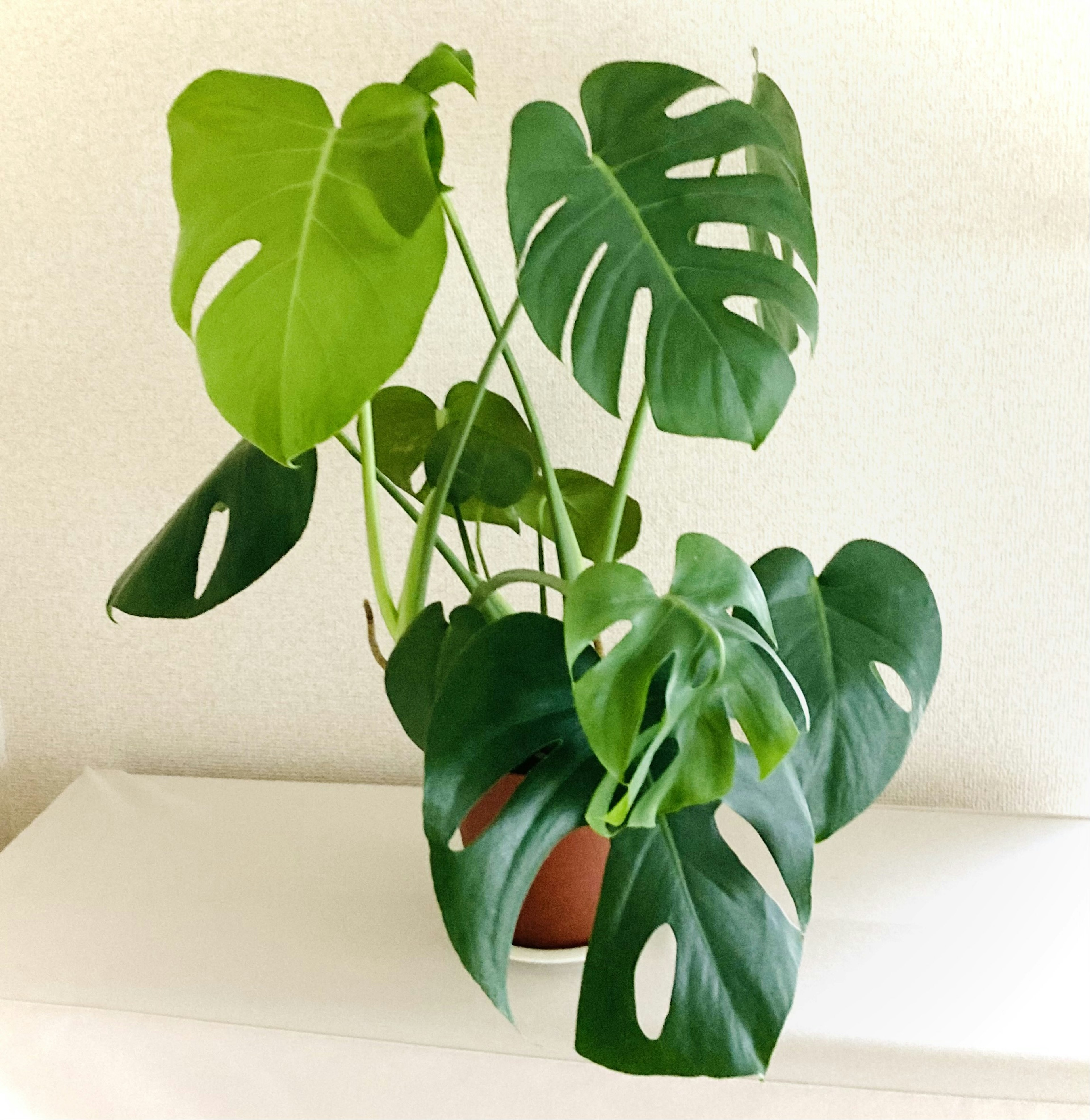 Una planta Monstera verde en una mesa blanca