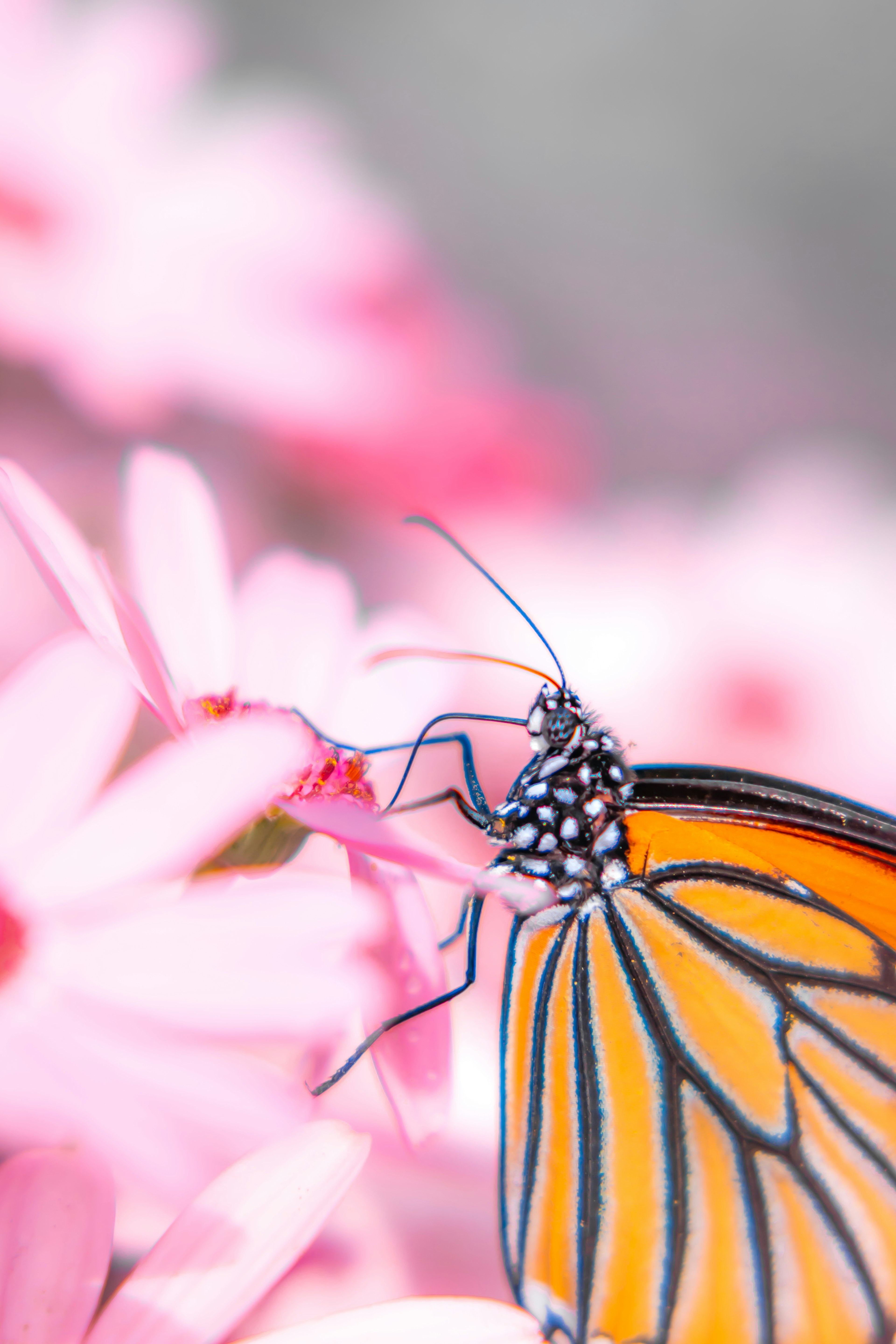 Mariposa monarca naranja posada sobre flores rosas