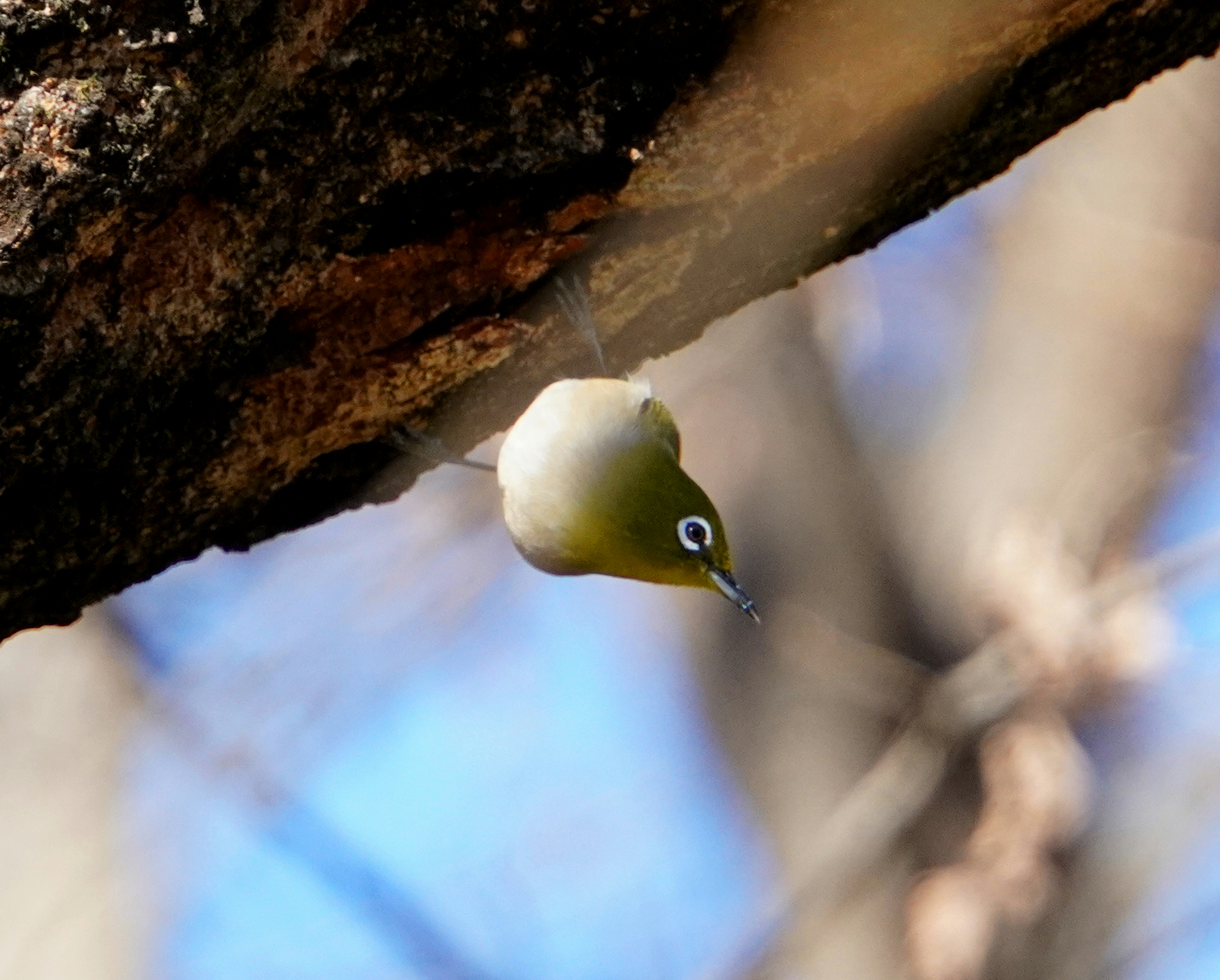 A white-eye bird hanging from a branch