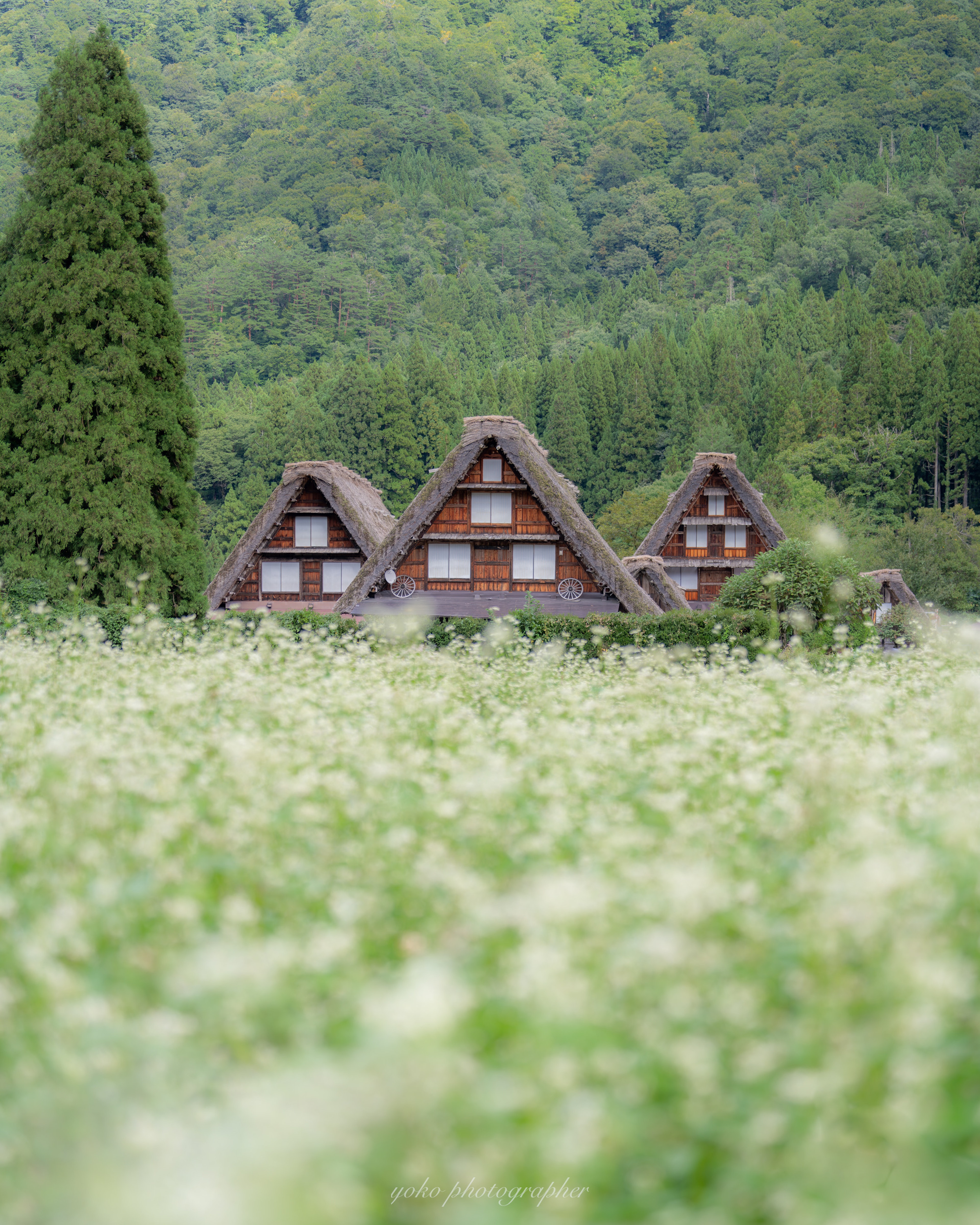 Casas tradicionales gassho-zukuri con montañas verdes al fondo