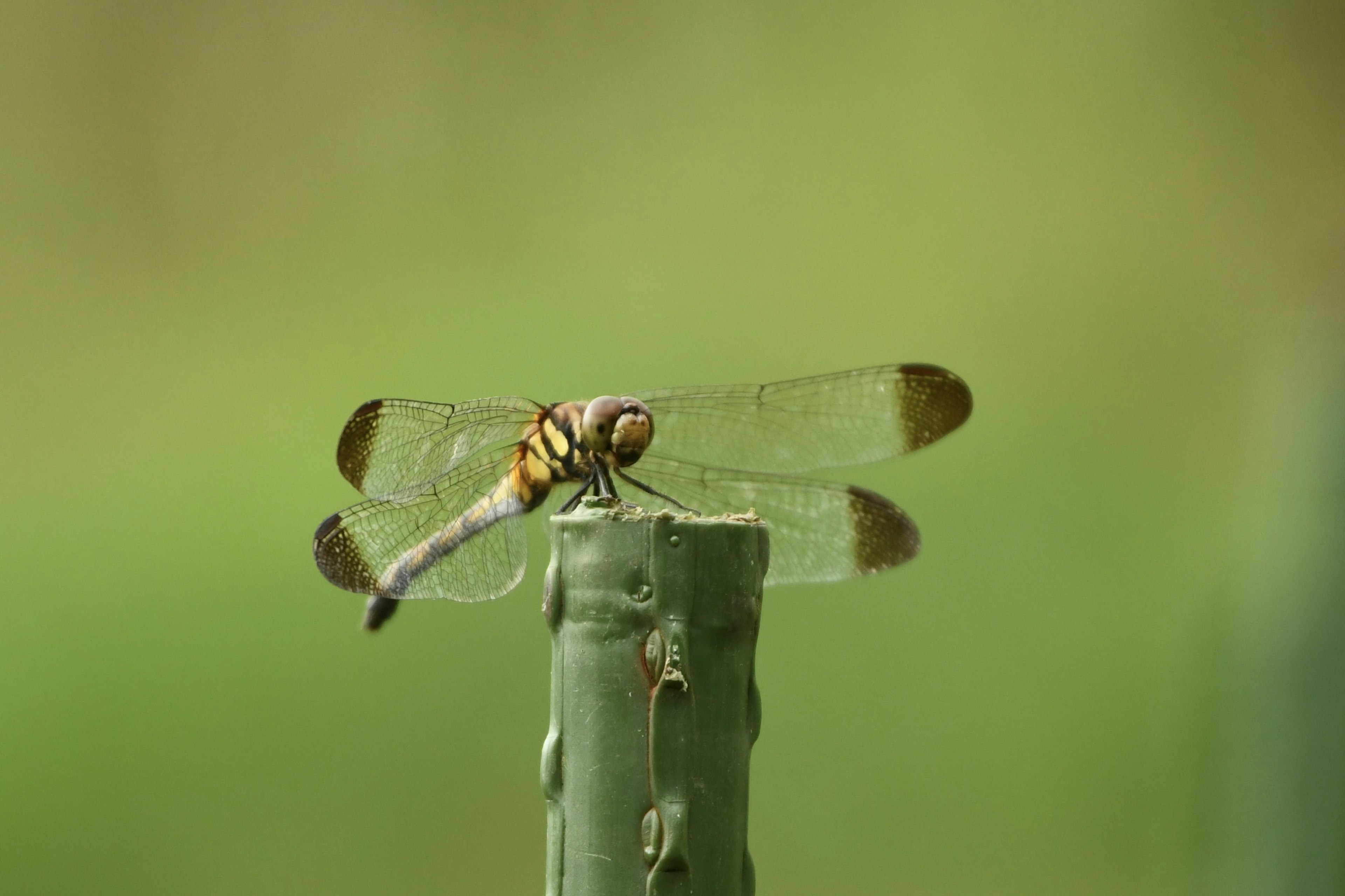 Nahaufnahme einer Libelle auf einem grünen Hintergrund