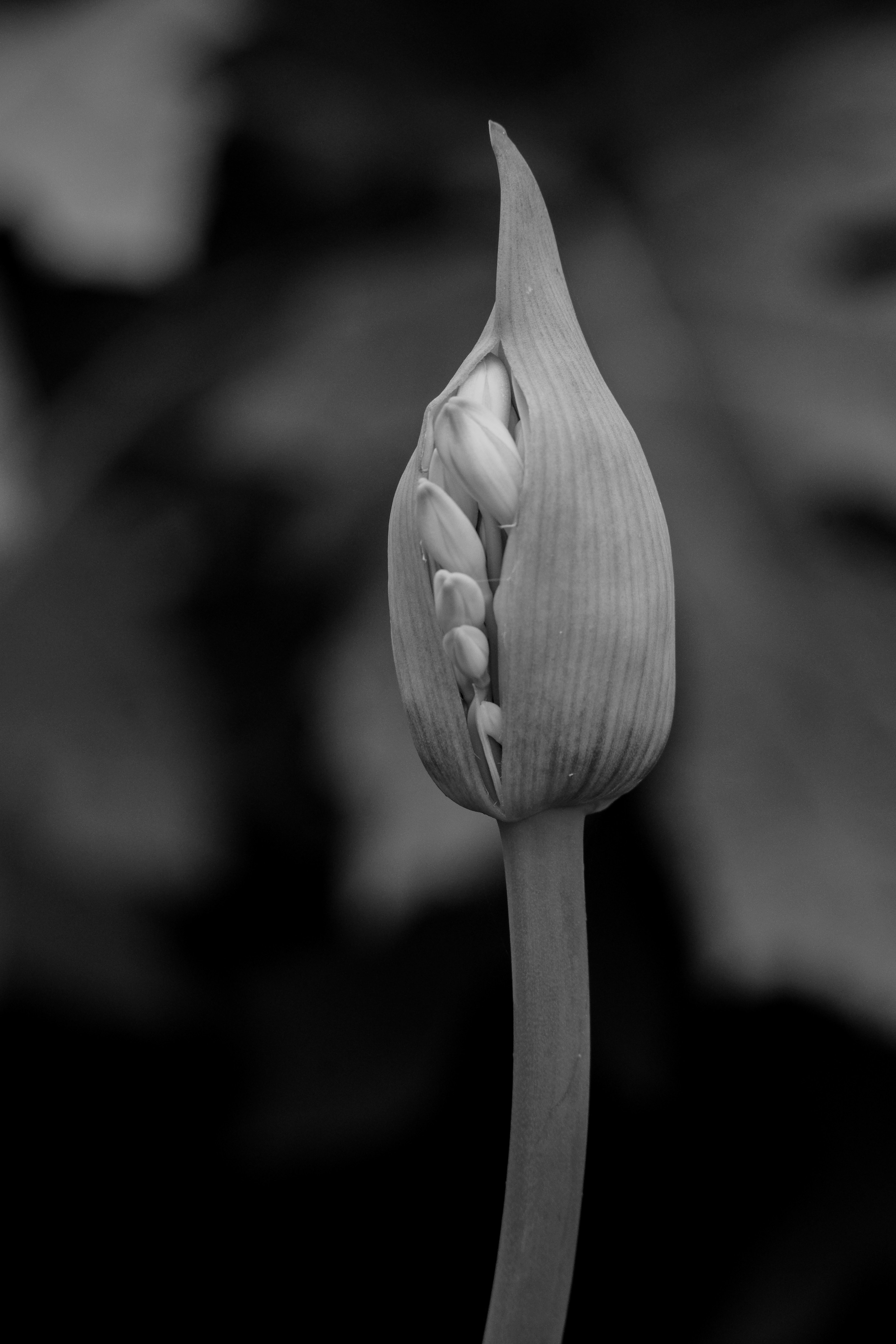 Un'immagine in bianco e nero di un bocciolo di ninfea catturata splendidamente