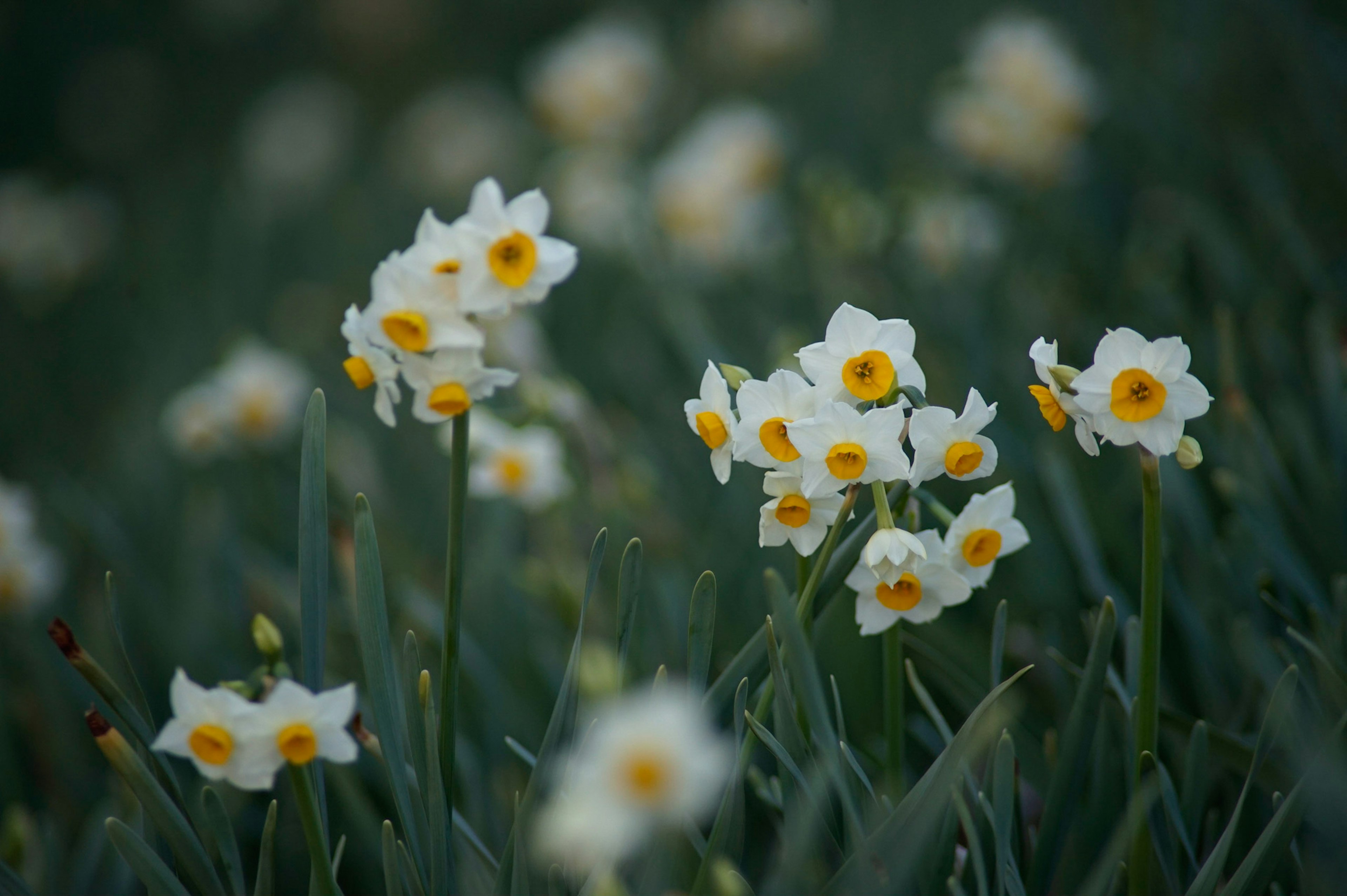 白い水仙の花が群生している緑の背景