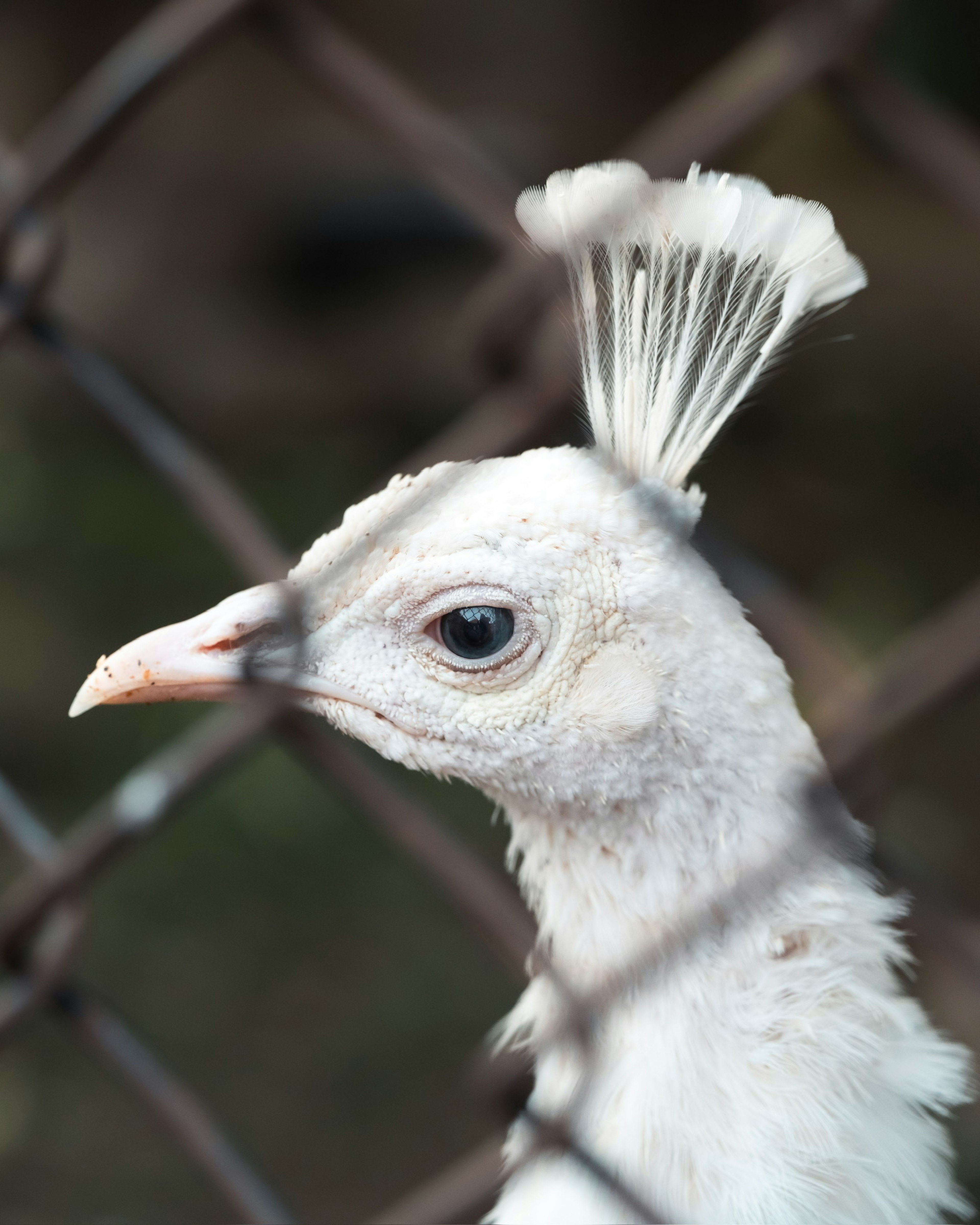 Primer plano de la cara de un pavo real blanco detrás de una cerca