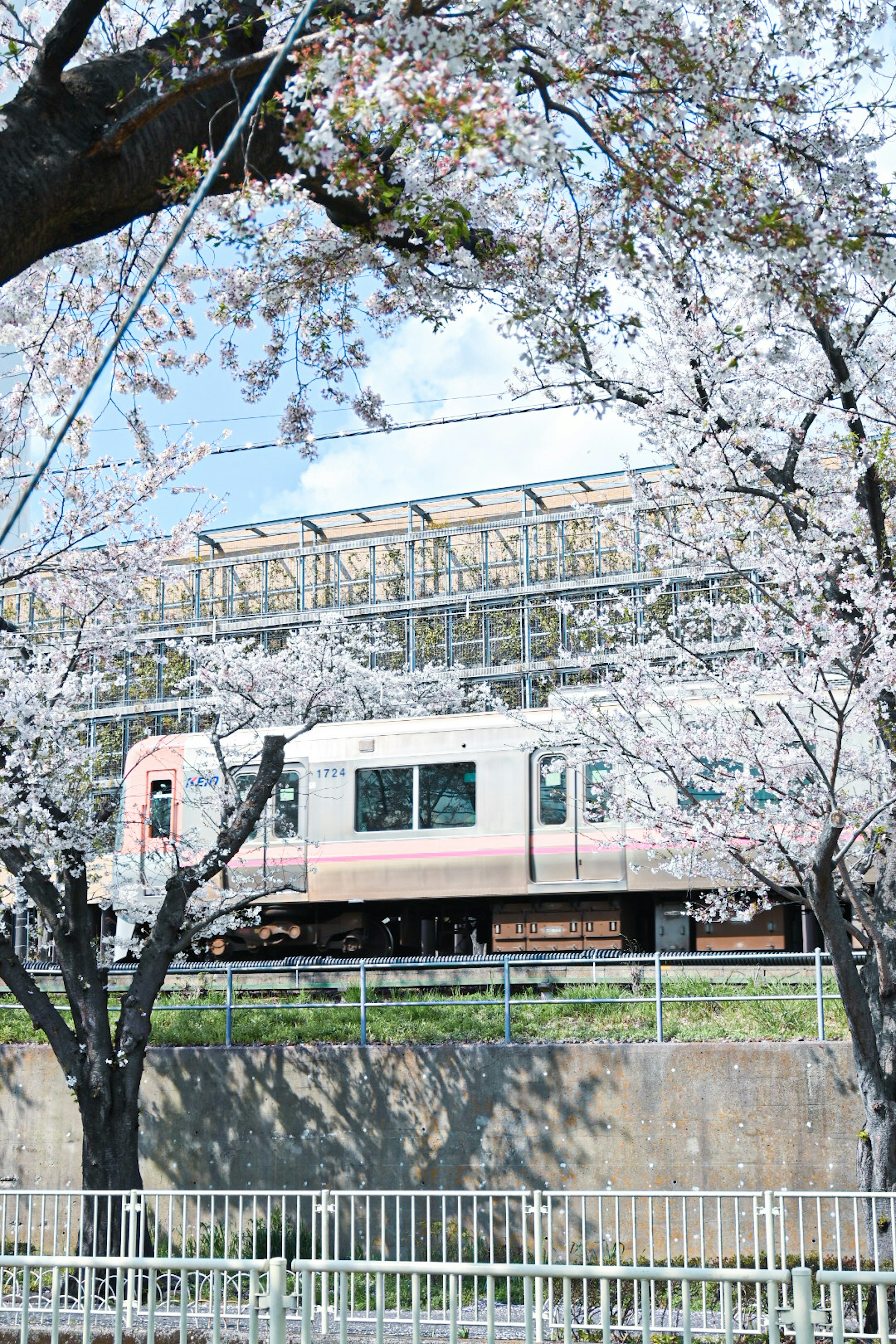 Estación de tren rodeada de cerezos en flor