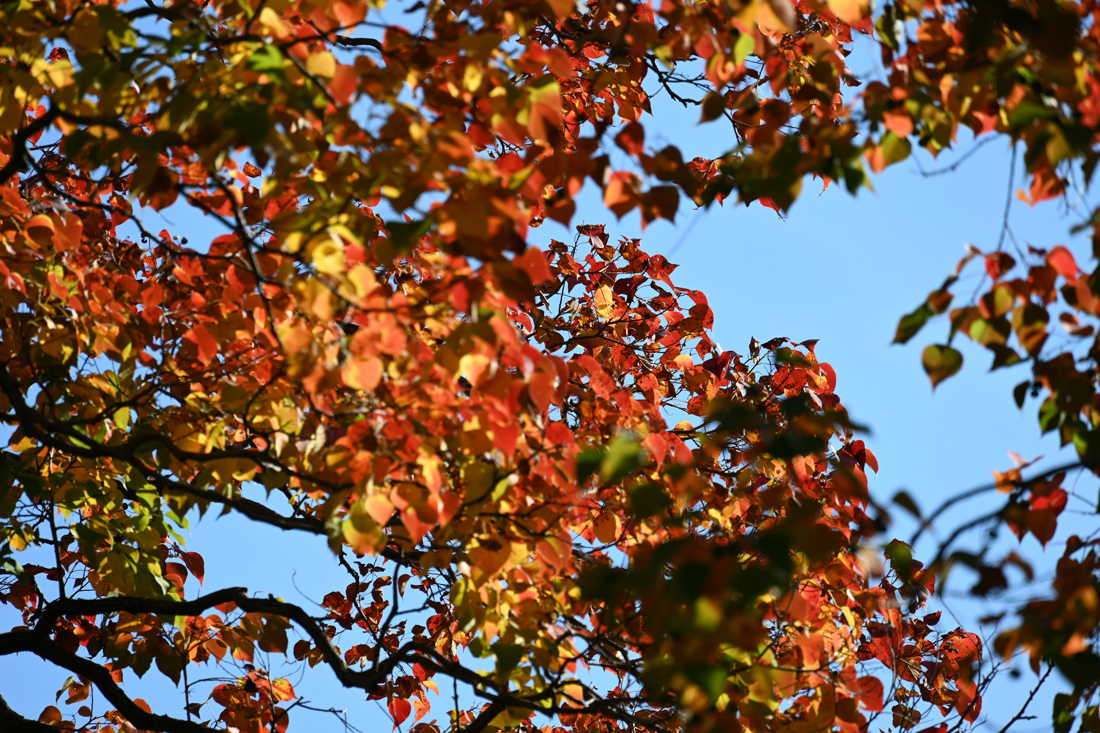 Colorful autumn leaves against a clear blue sky