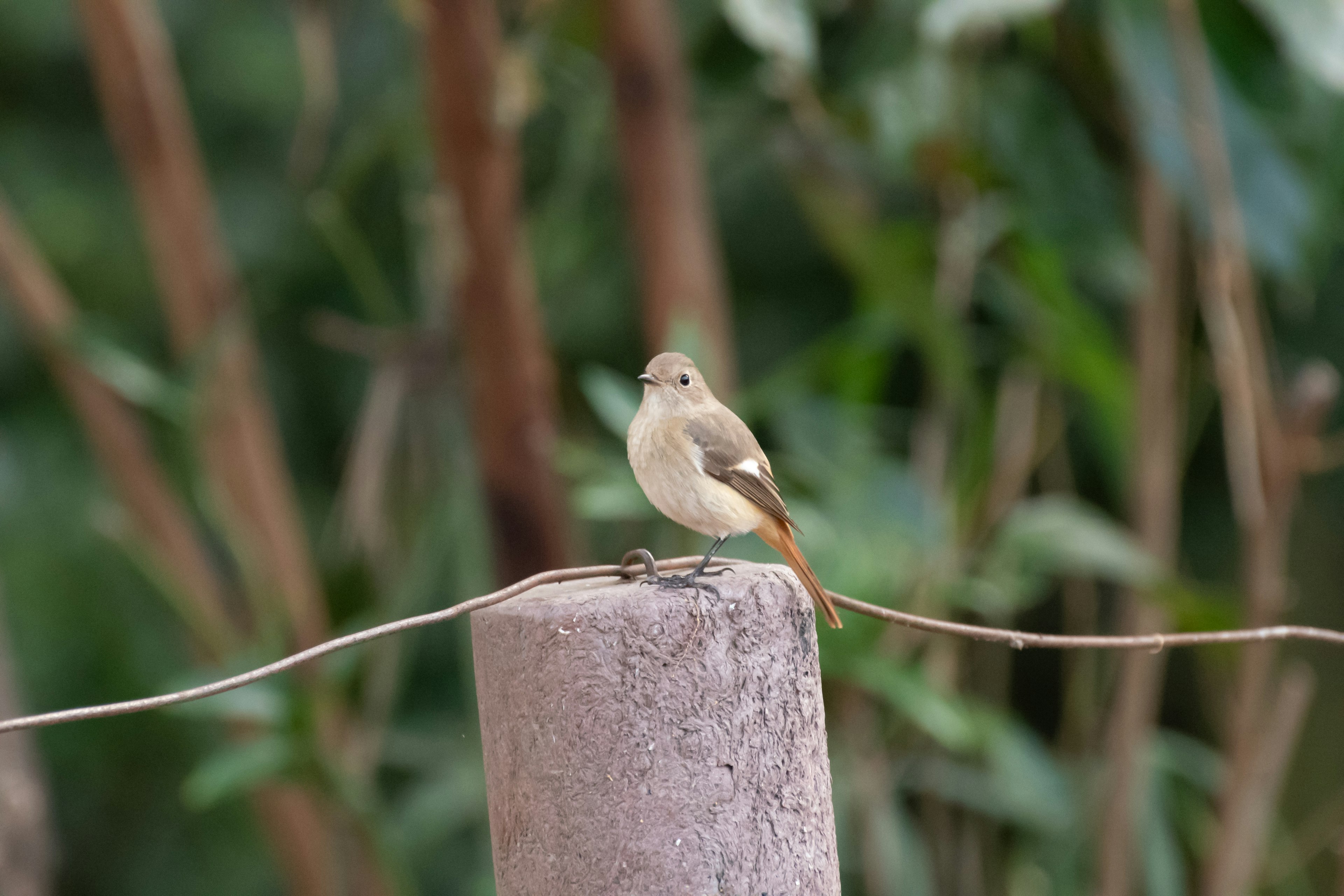 小さな鳥が柱の上に座っている緑の背景