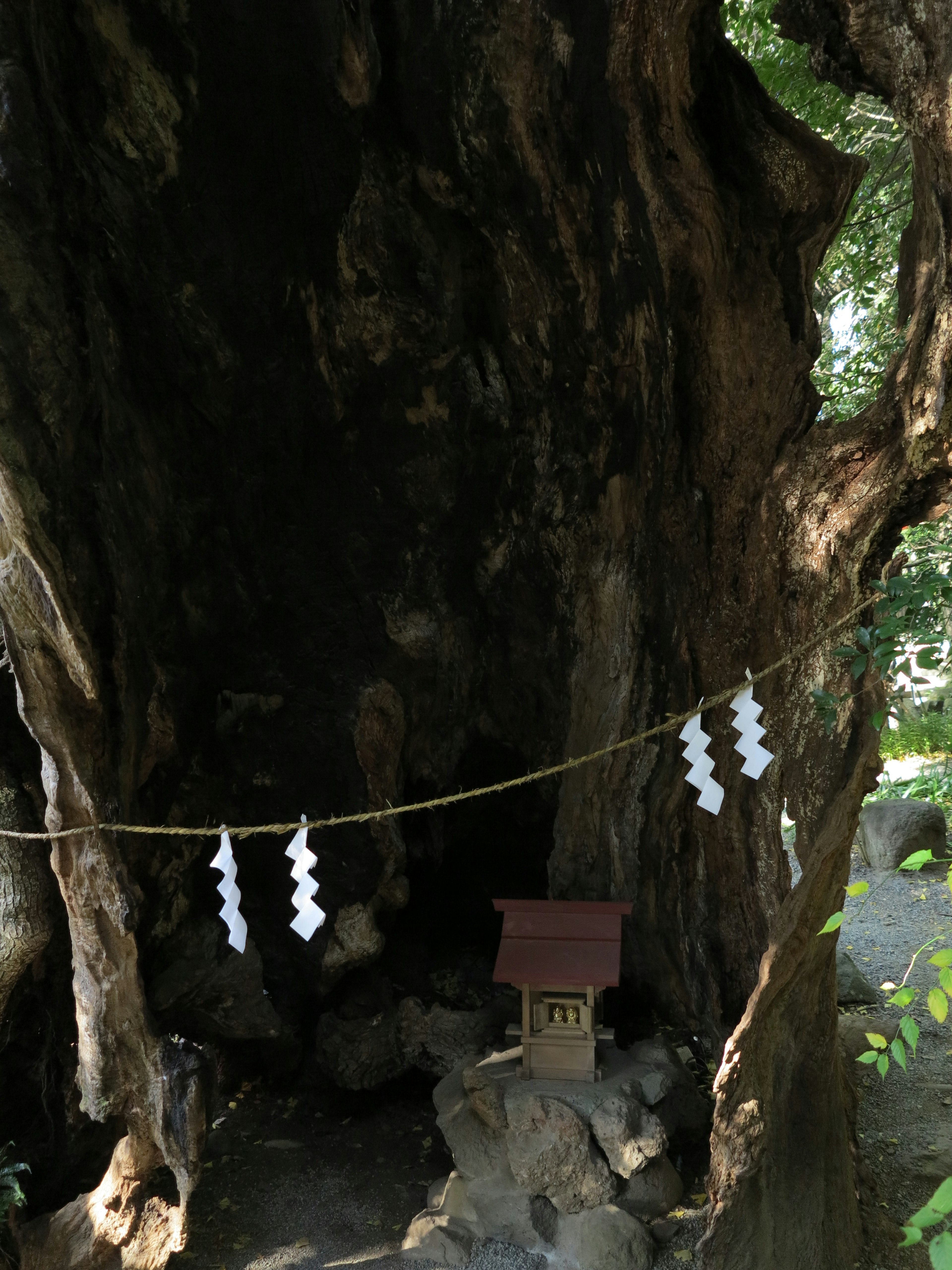 一个大树洞里有一个小神社，装饰着白色的神道装饰品