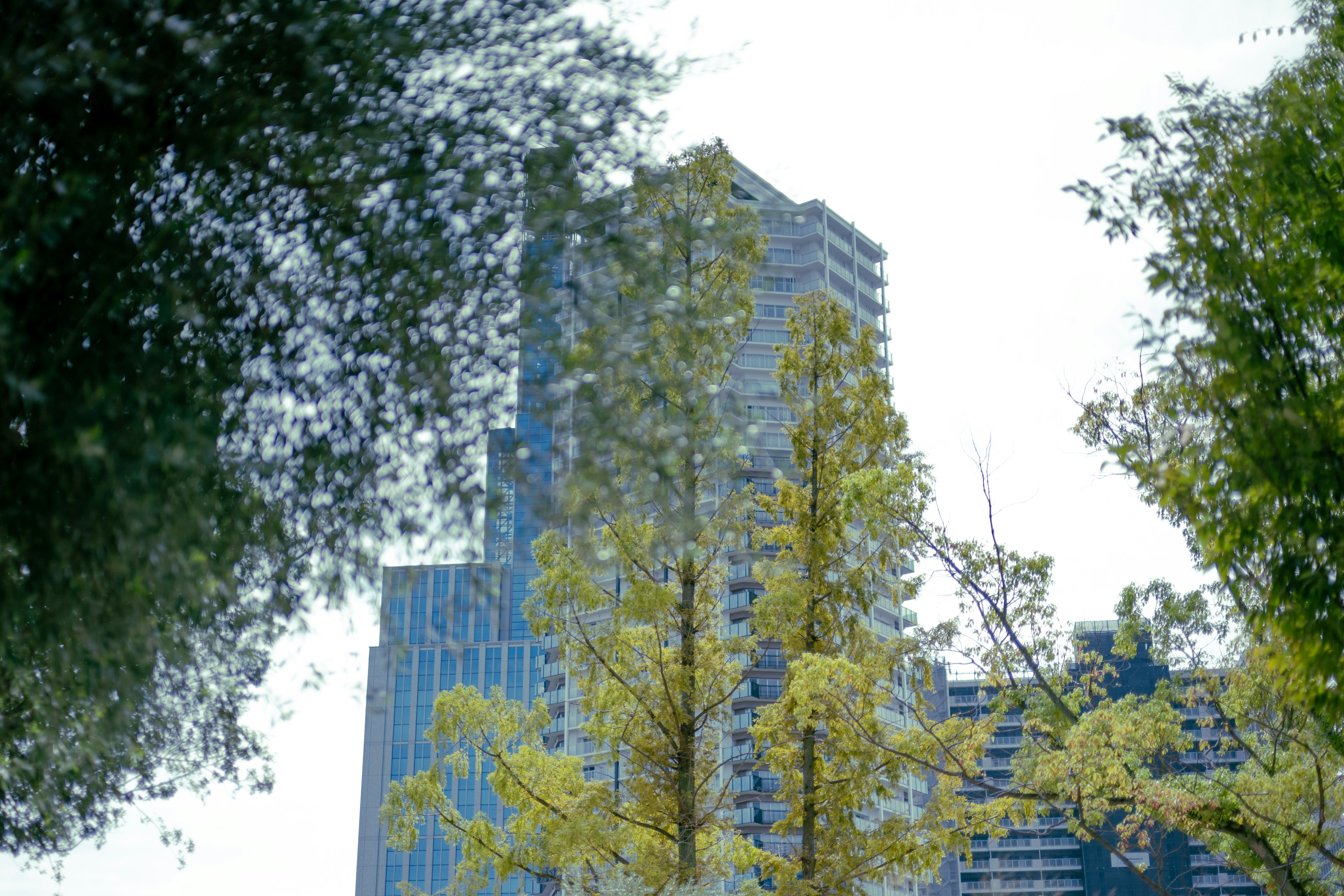 View of tall buildings with yellow-leaved trees and green foliage in the foreground