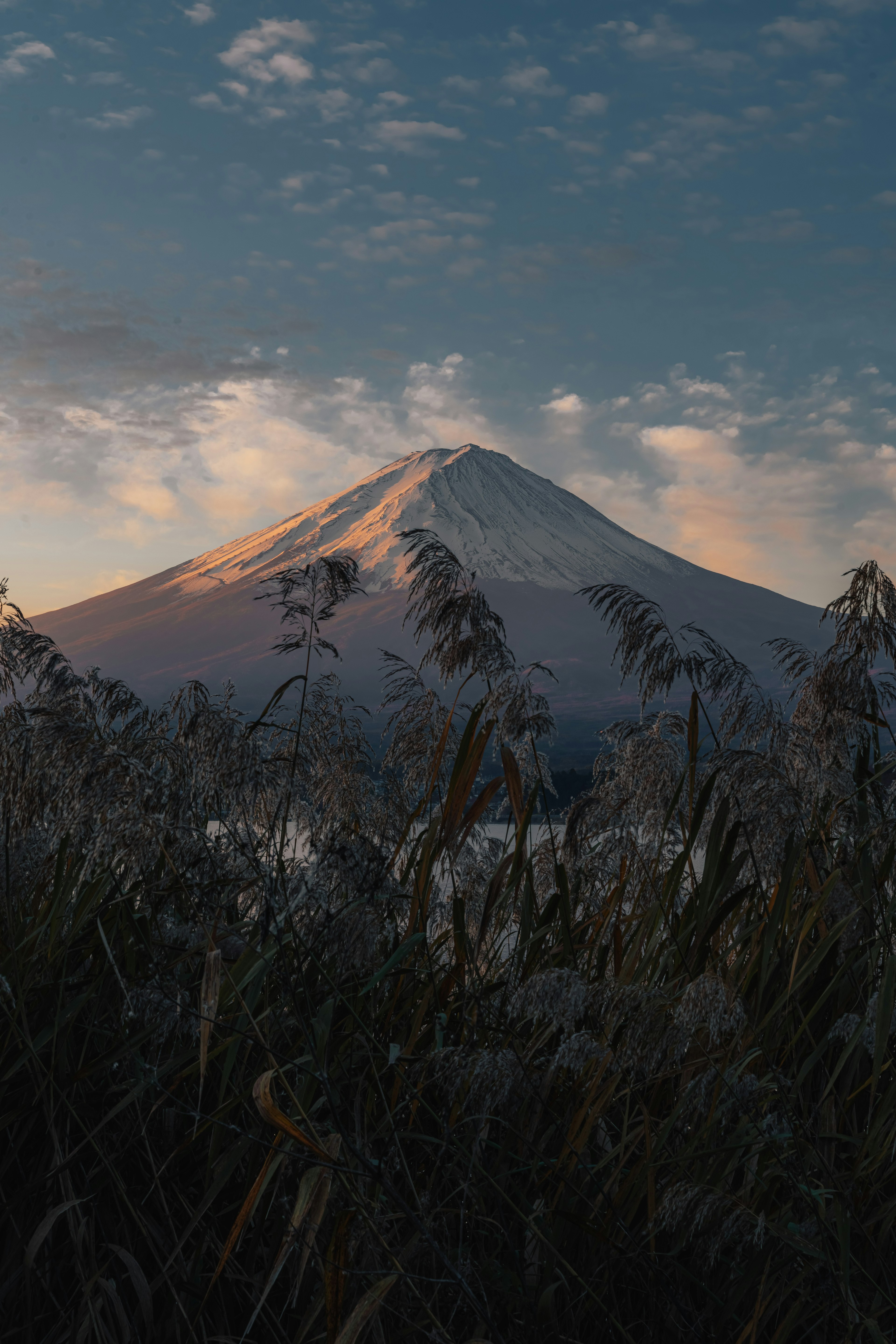 富士山の夕暮れの景色と前景の草