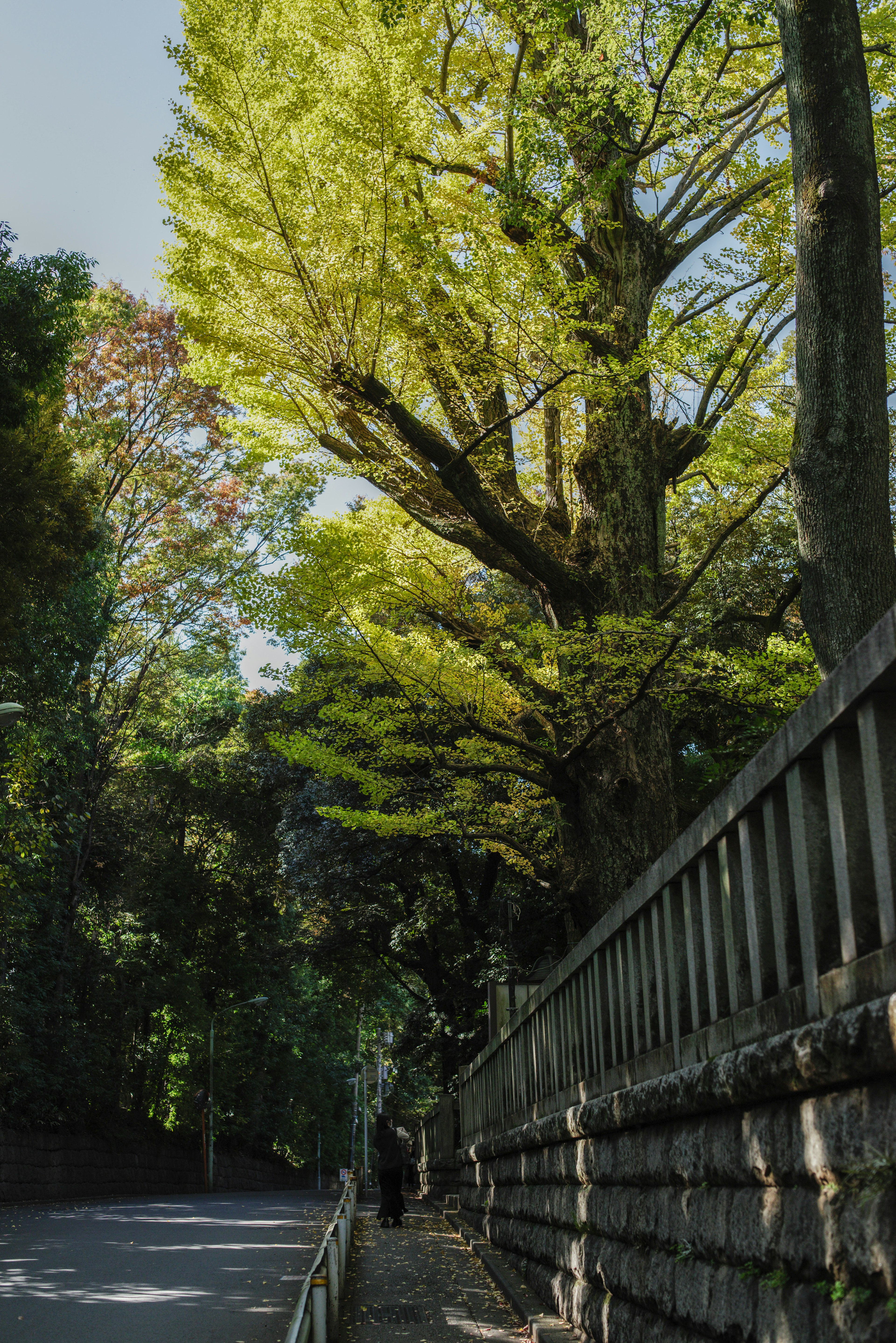 緑の葉が生い茂る木と石の壁に囲まれた静かな道