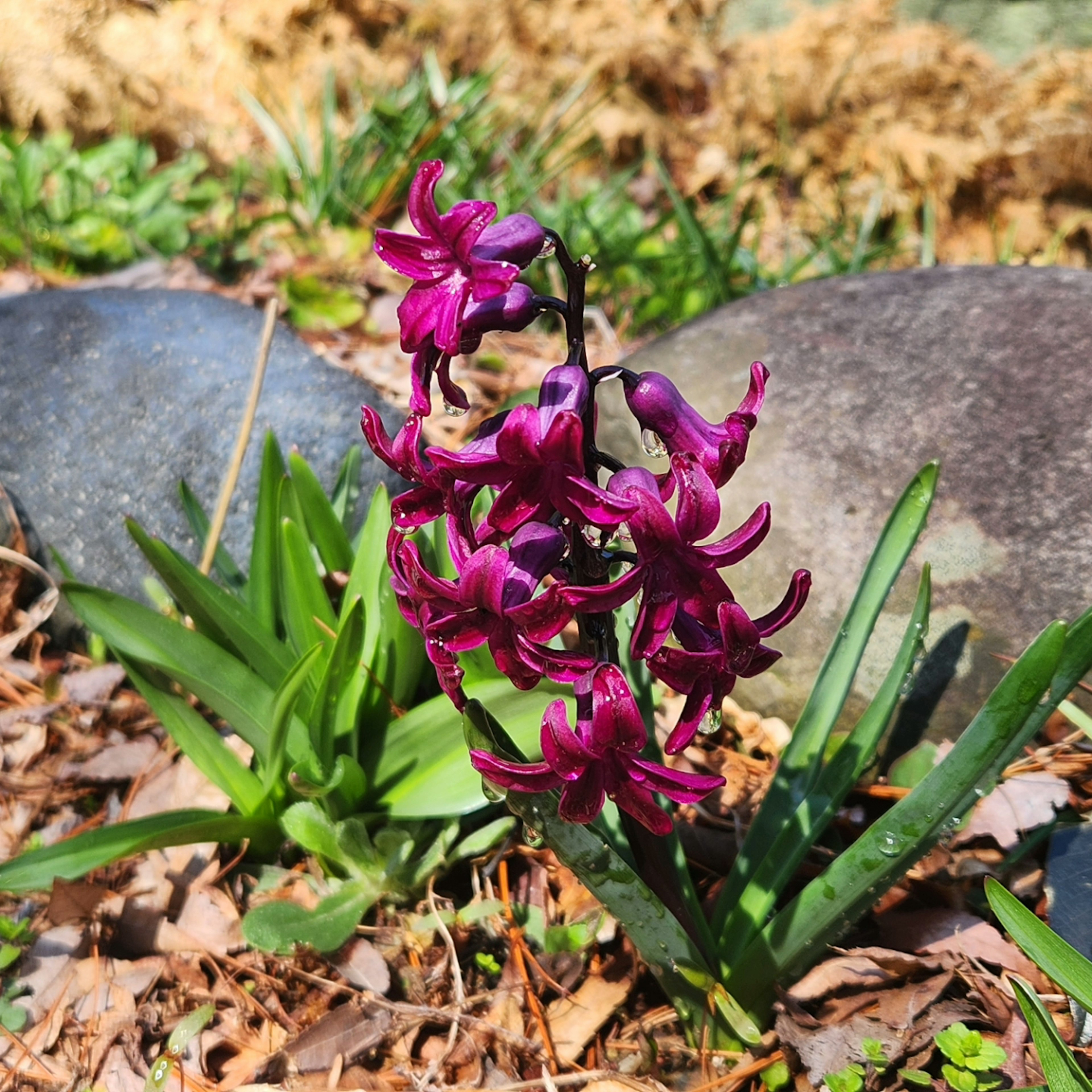 Primo piano di una pianta fiorita viola in un giardino