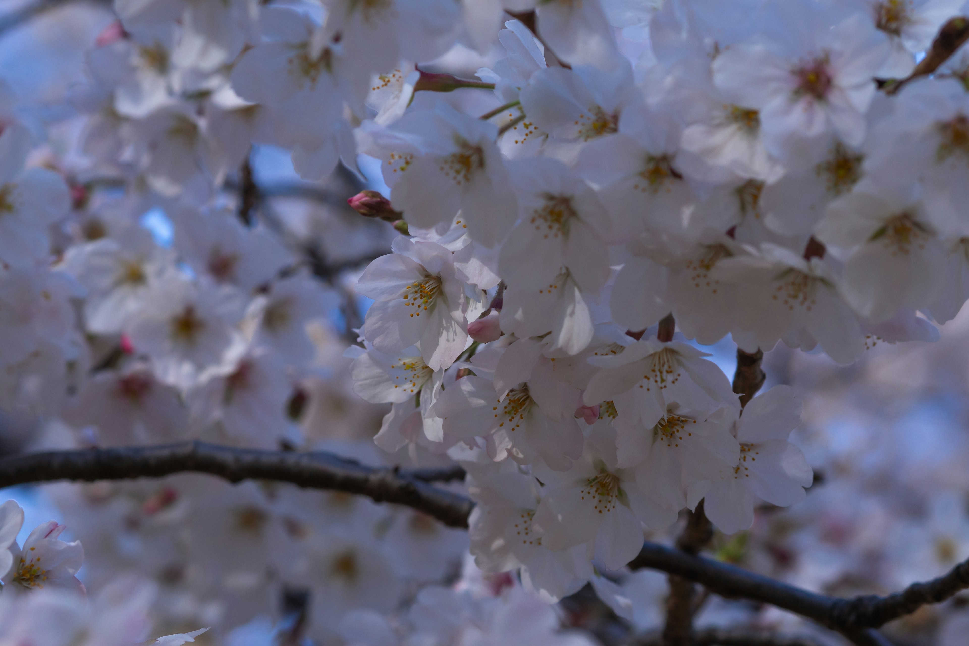 Kedekatan bunga sakura di cabang