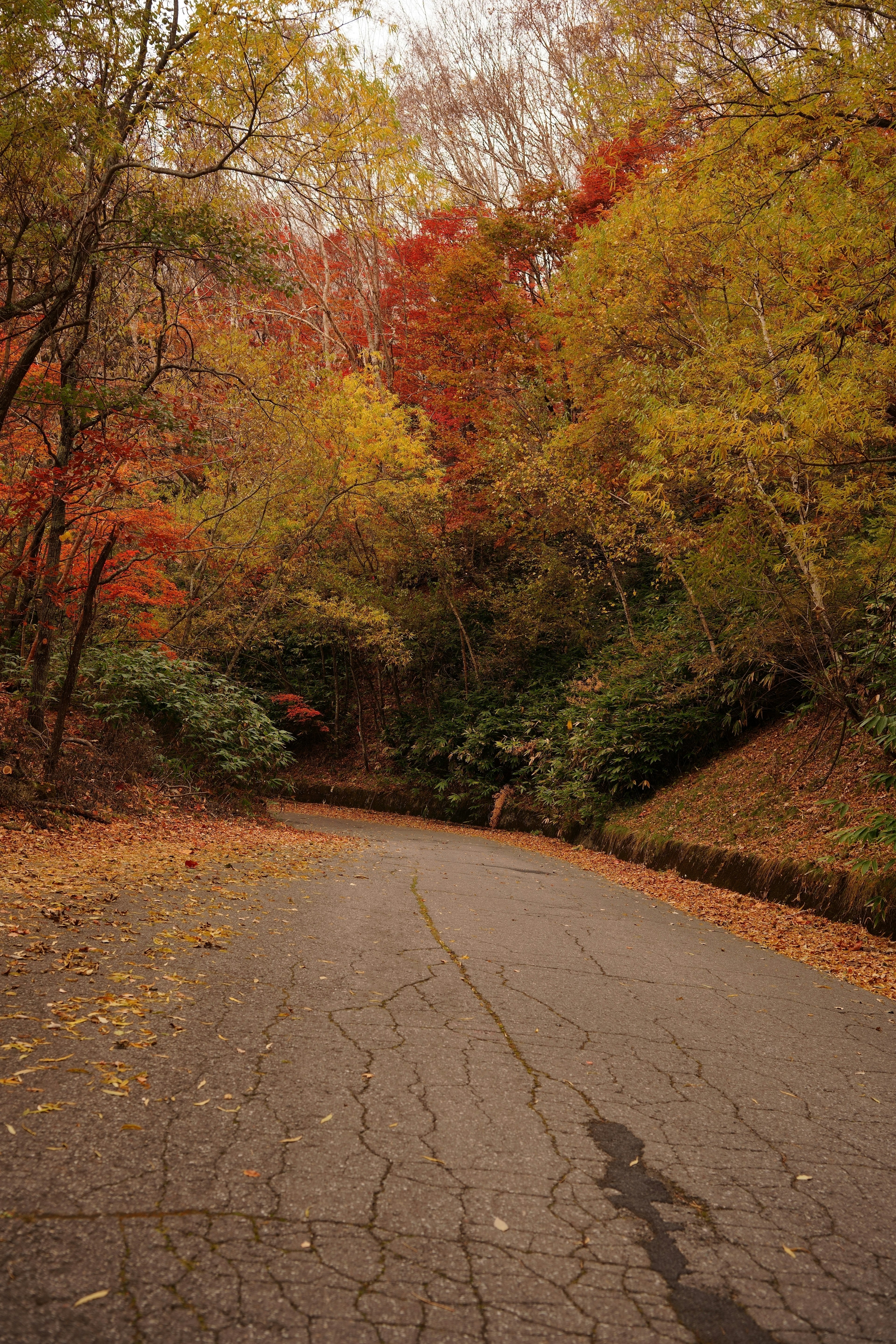 秋の紅葉に囲まれた曲がりくねった道路の風景