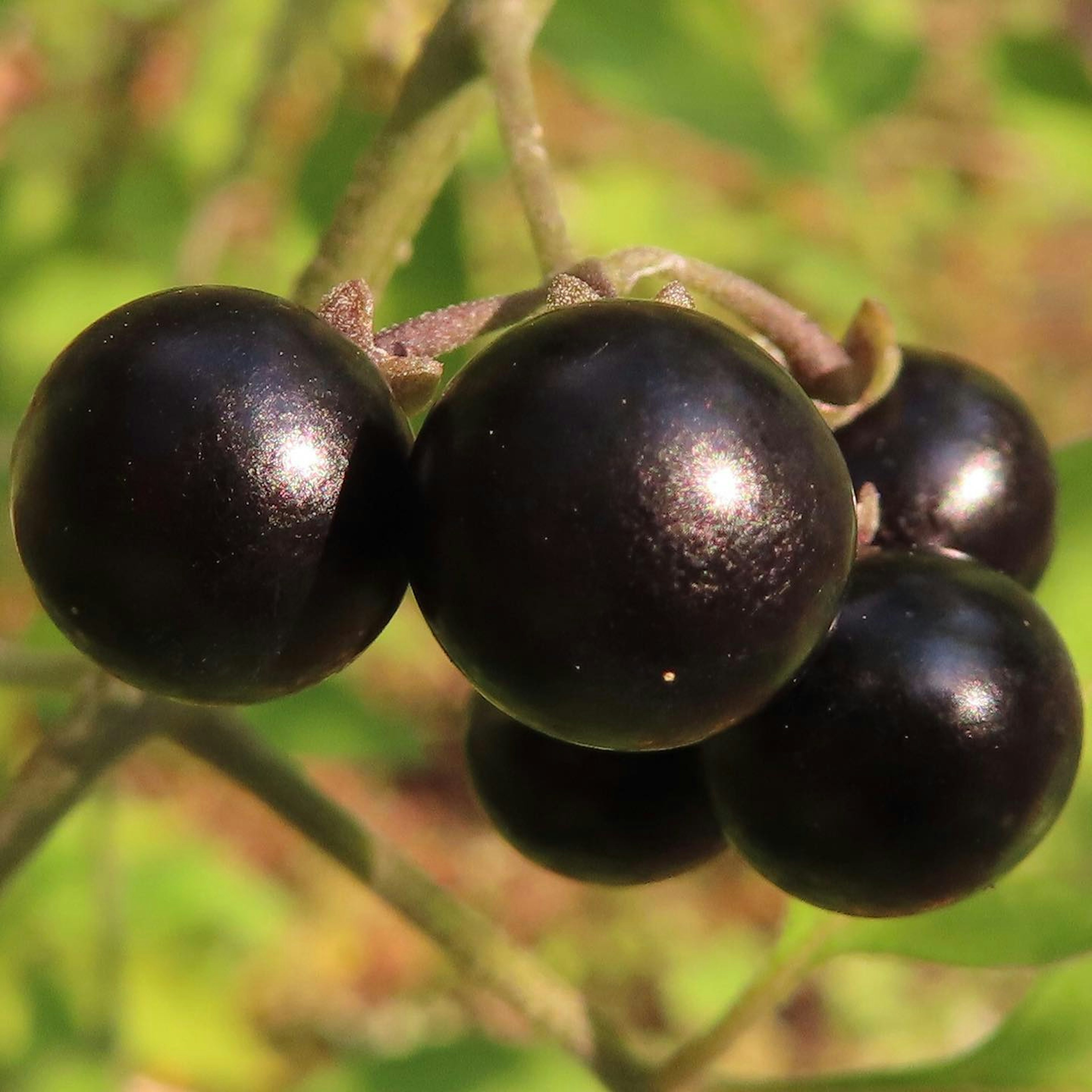 Close-up dari tanaman dengan beberapa buah beri hitam mengkilap