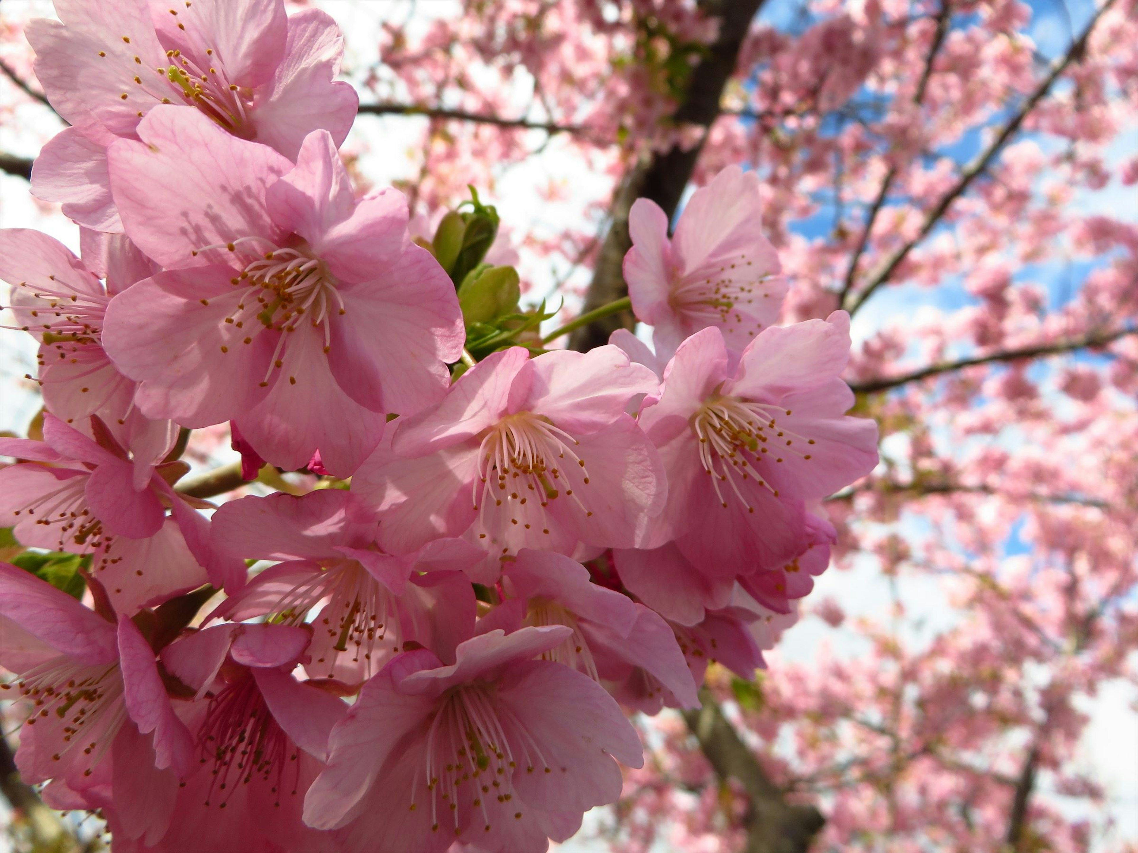 Close-up cabang bunga sakura dengan bunga pink cerah di latar belakang langit biru yang kabur