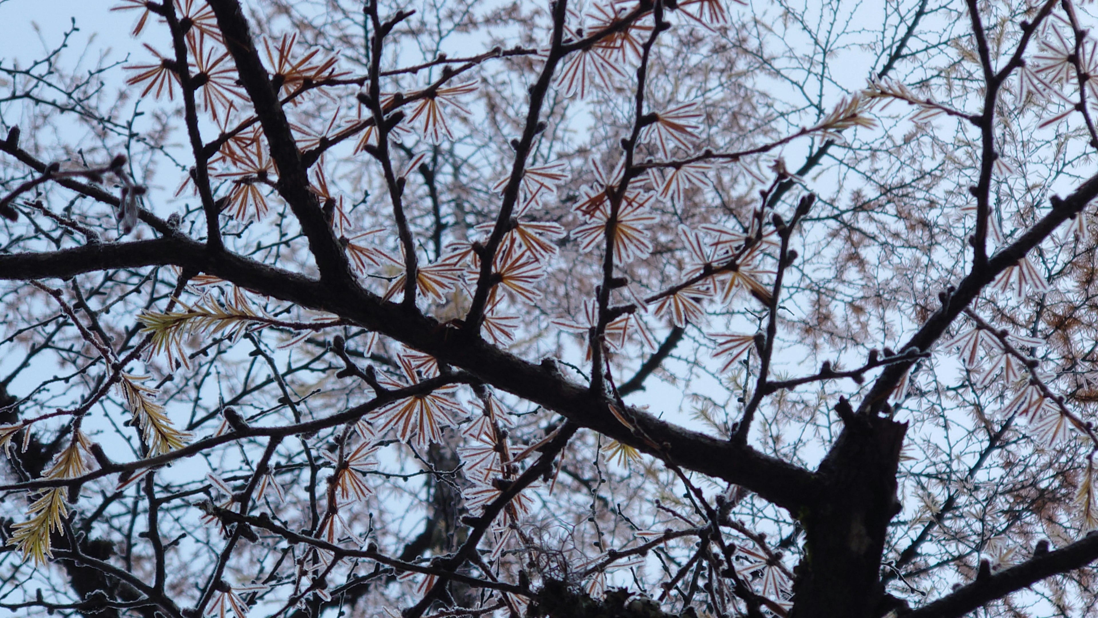 桜の枝と薄い青空の背景に咲く花