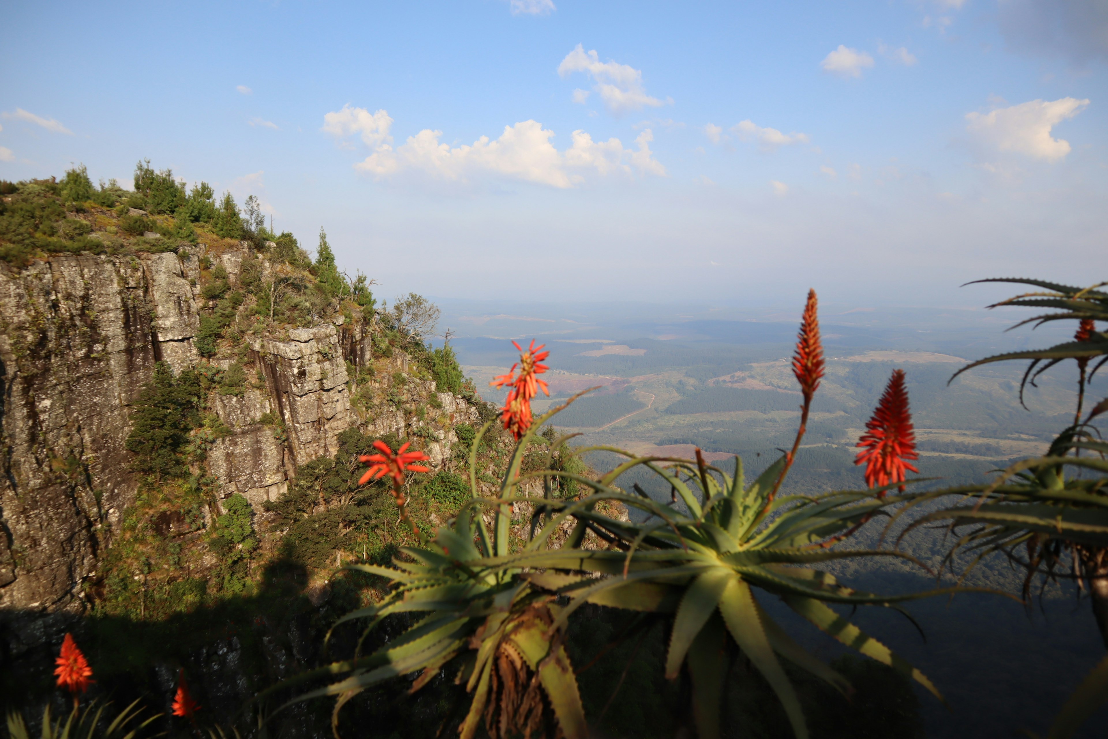 Rote Blumen an einer Klippe mit Aussicht