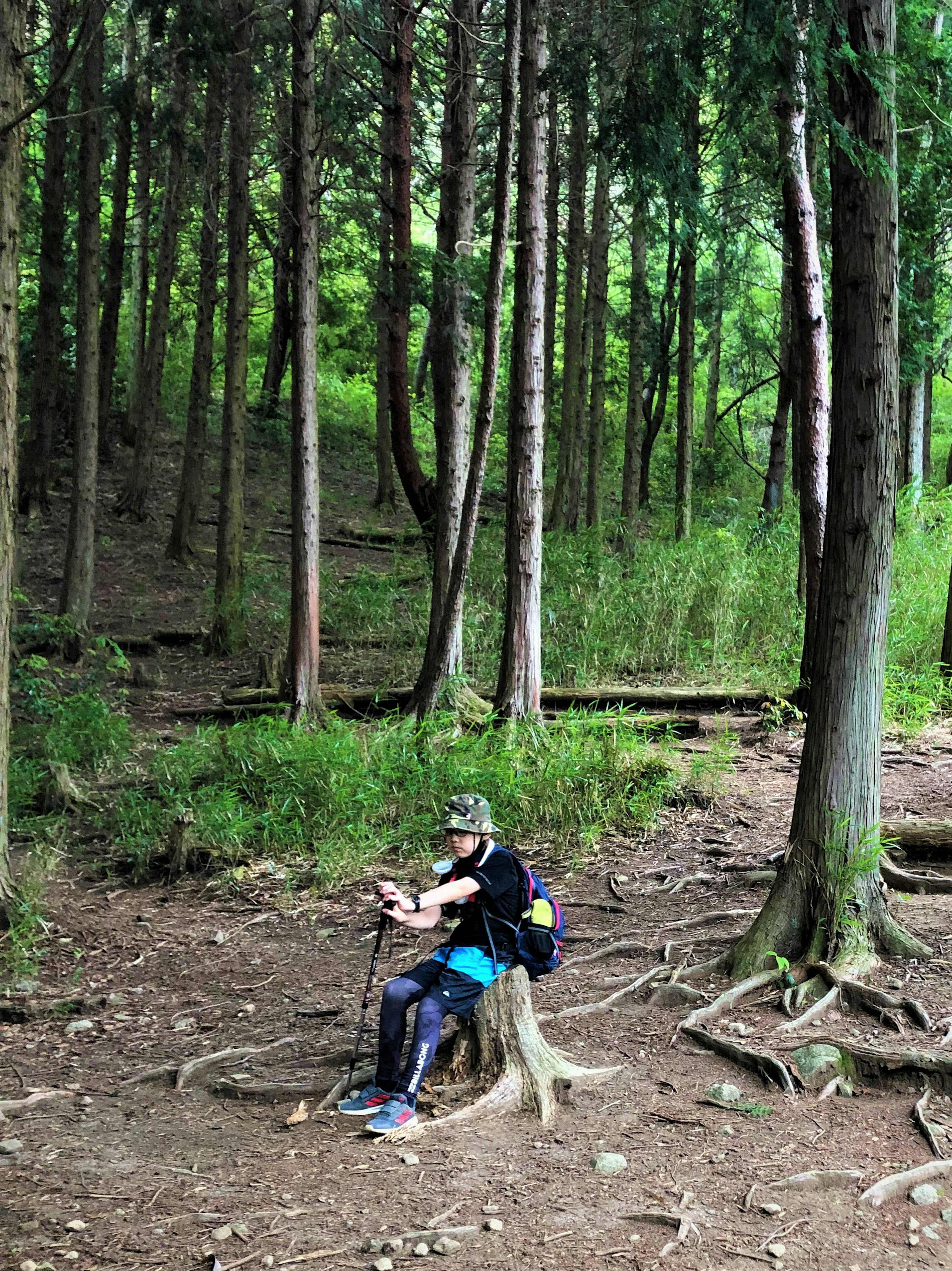 Person sitzt auf einem Baumstumpf in einem Wald umgeben von Grün