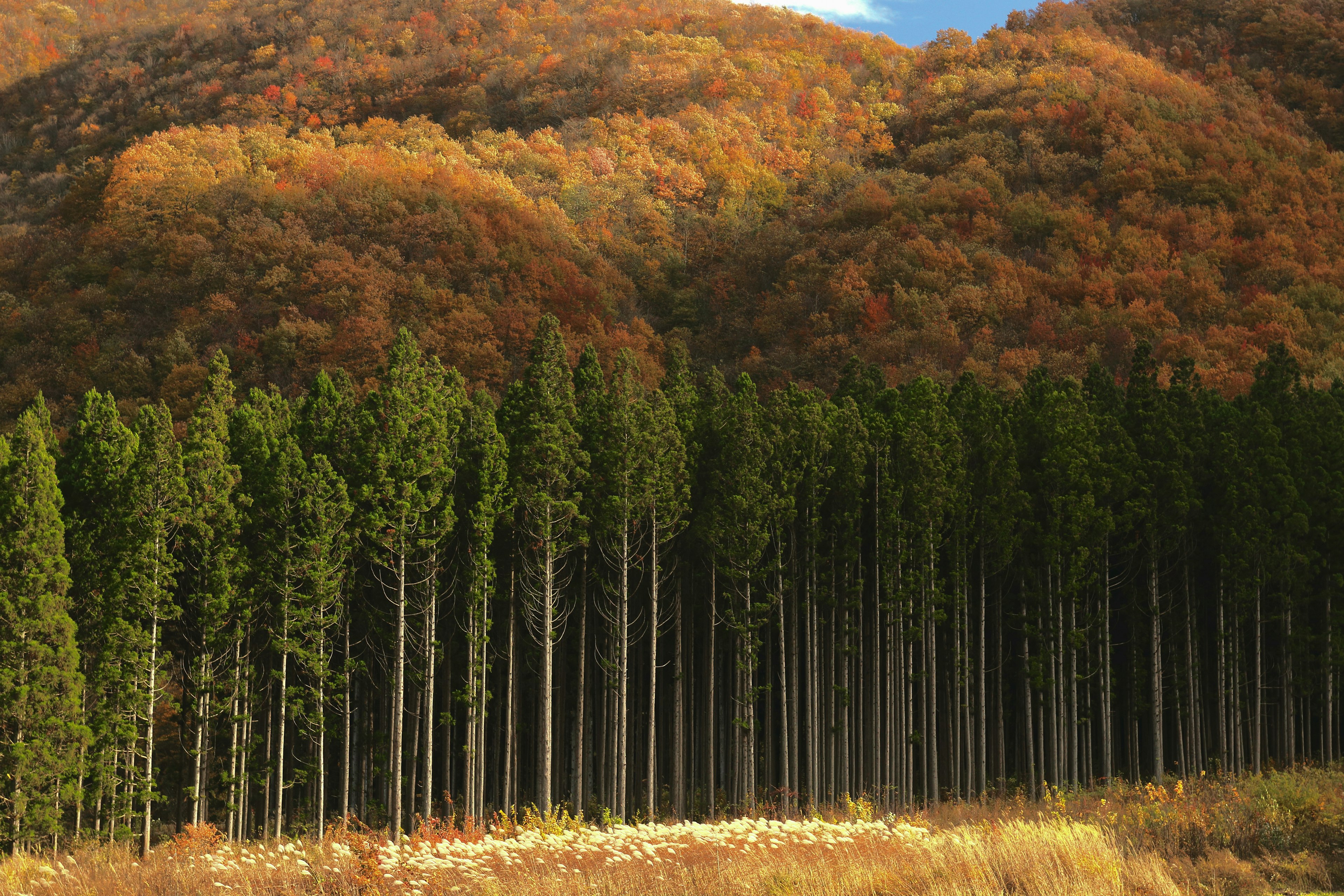 Montagne dai colori autunnali con una foresta di conifere verdi