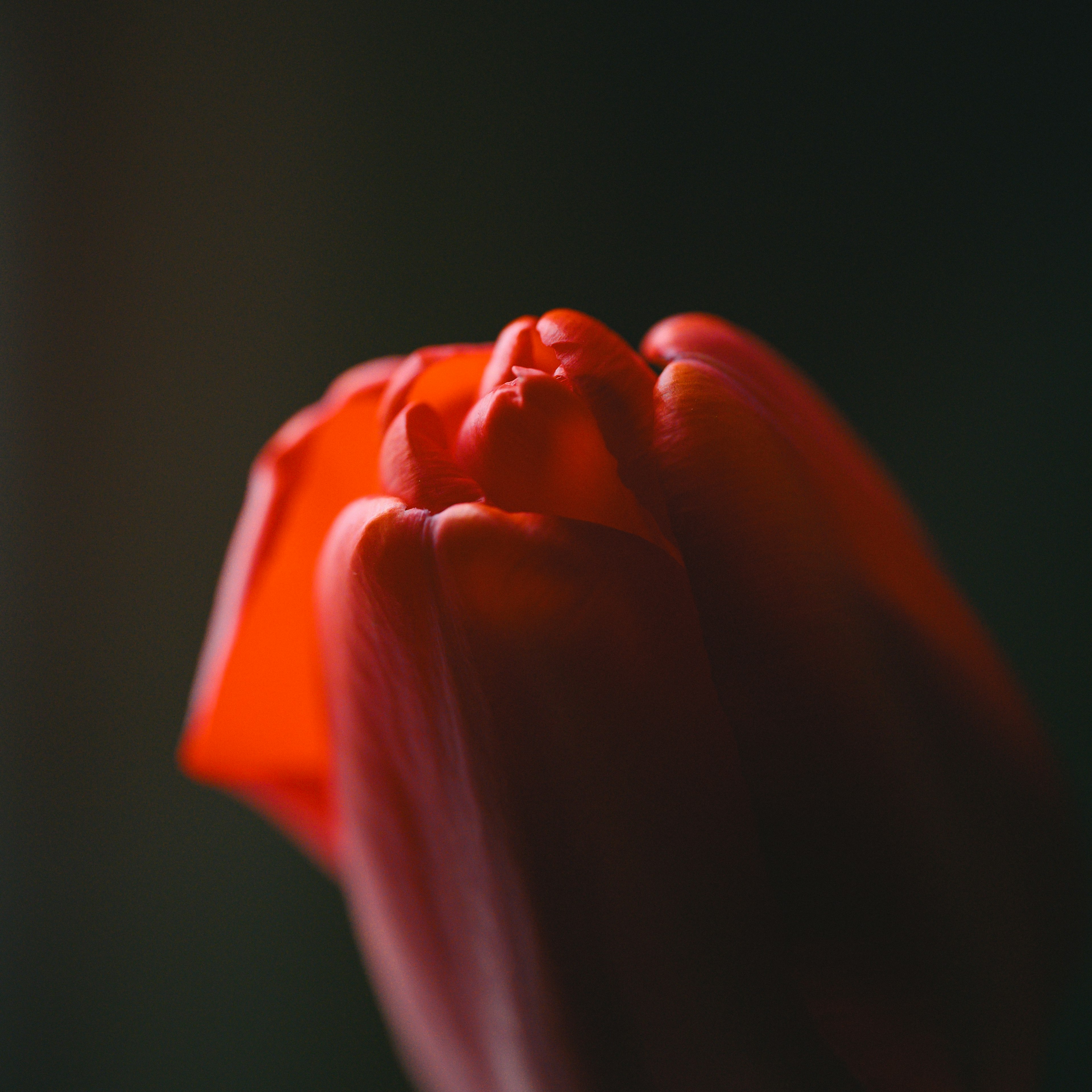 Foto close-up dari tunas tulip merah di latar belakang gelap