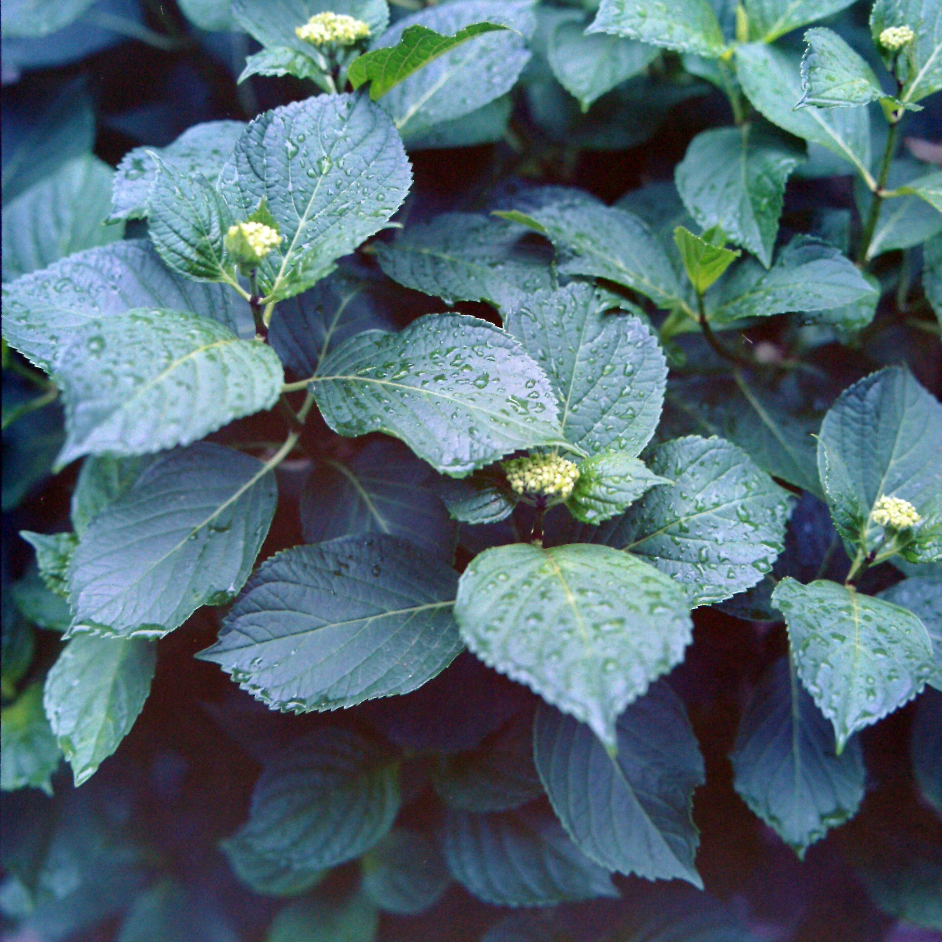 Feuilles vertes avec gouttes sur plante d'hortensia