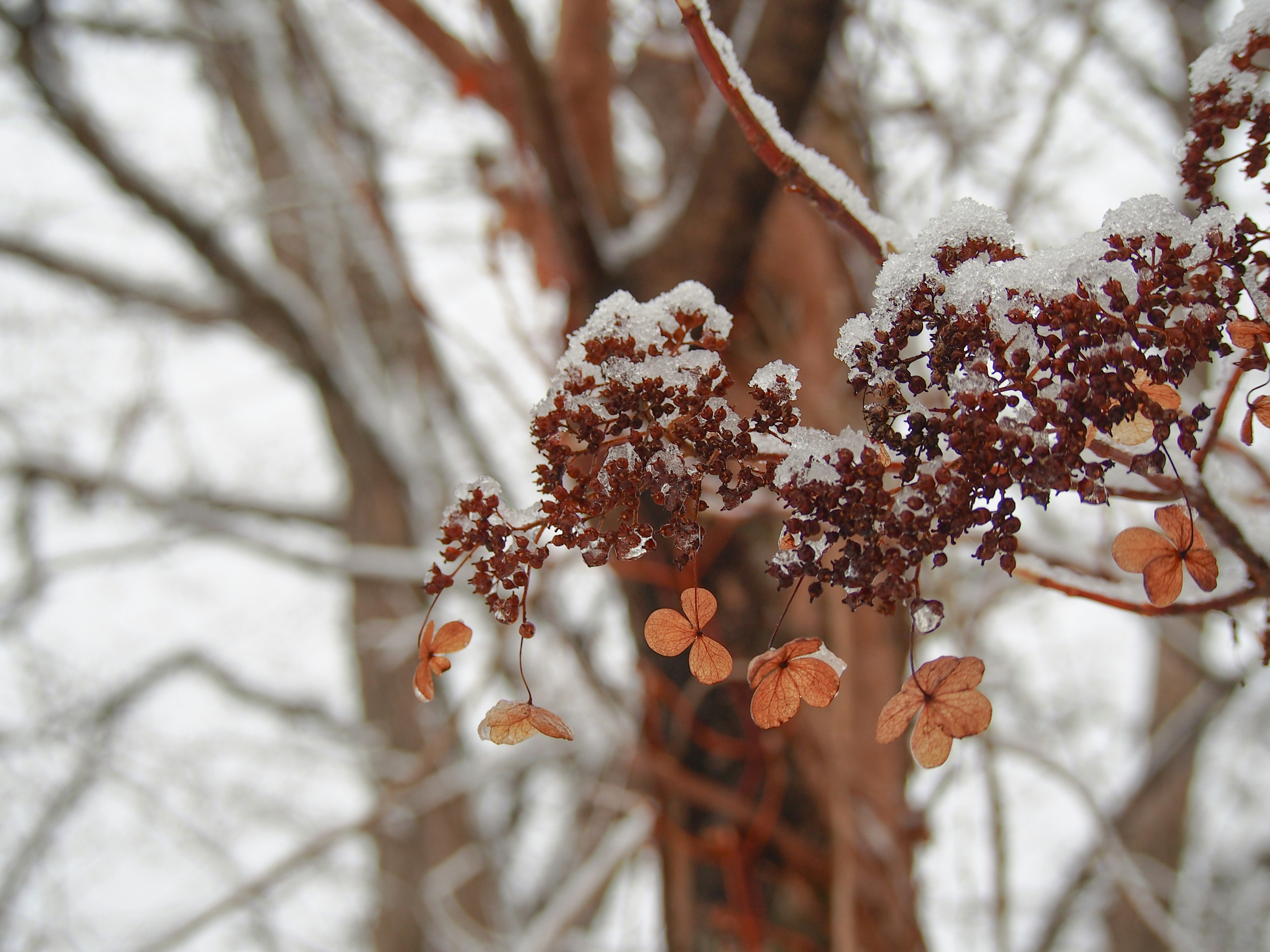 Snow-covered tree branch with dried flower buds