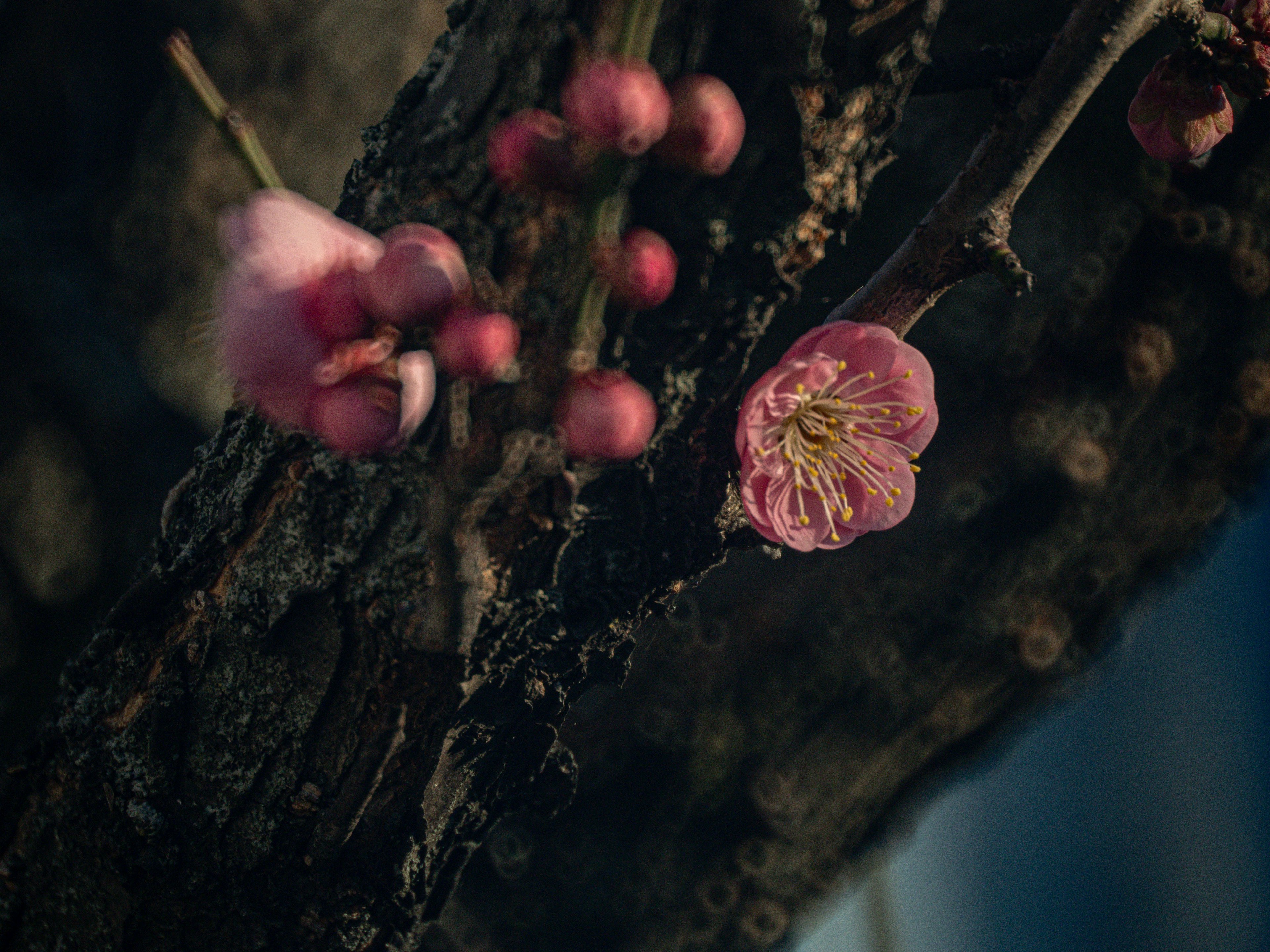 ピンクの花とつぼみが見える木の幹のクローズアップ