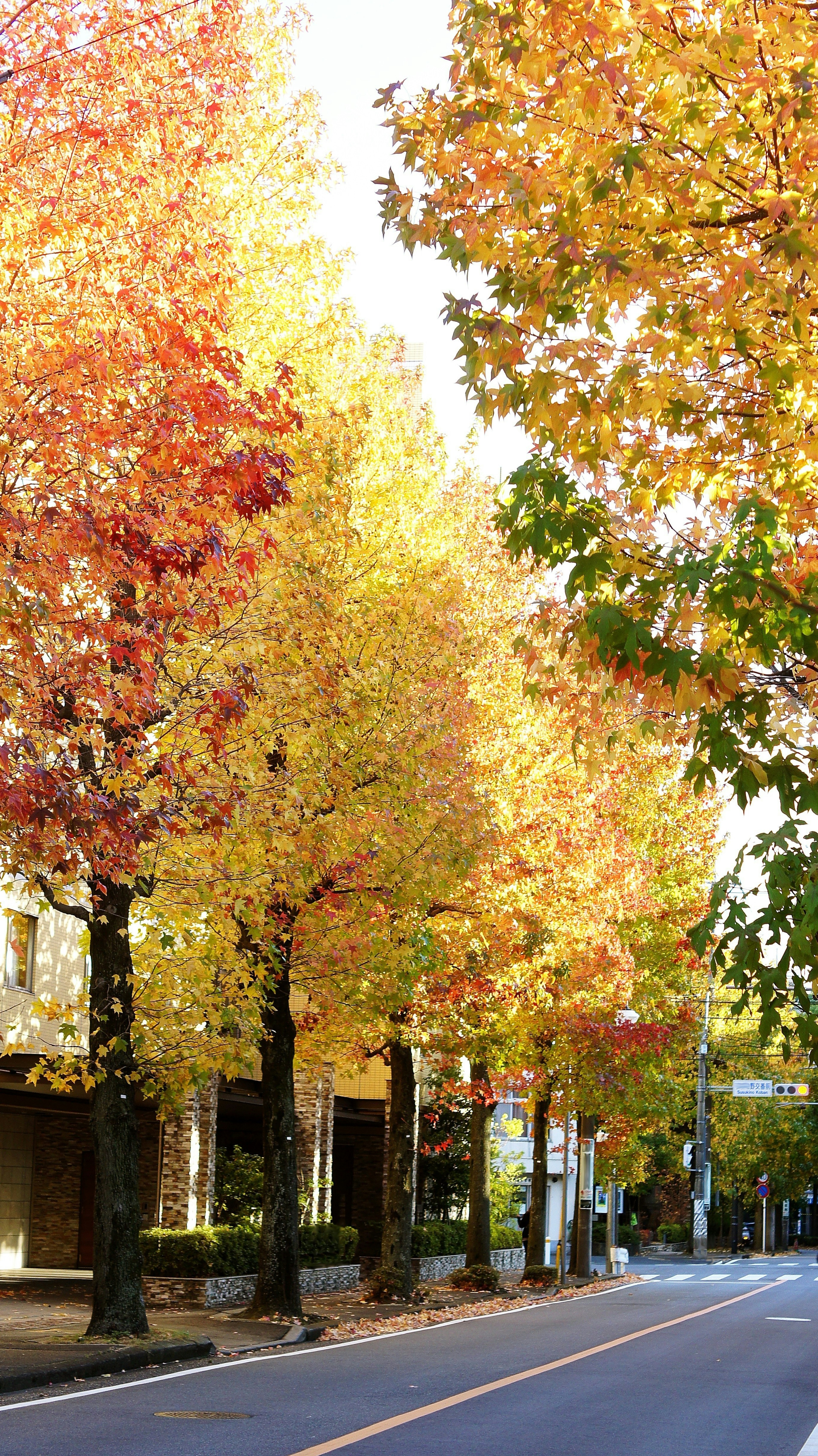 Street lined with autumn-colored trees in vibrant orange and yellow