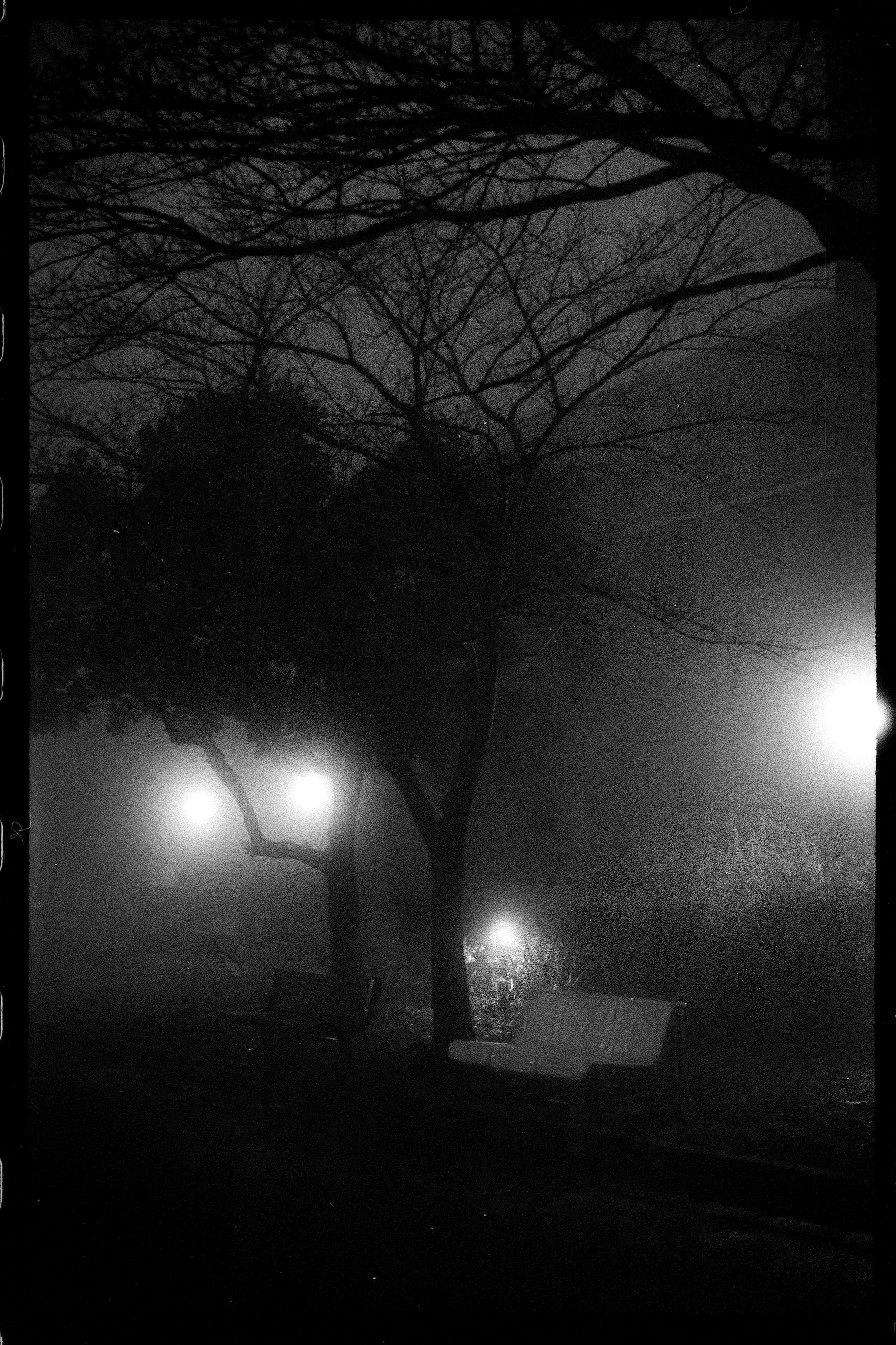 Une scène de parc brumeux avec un banc et des lampadaires