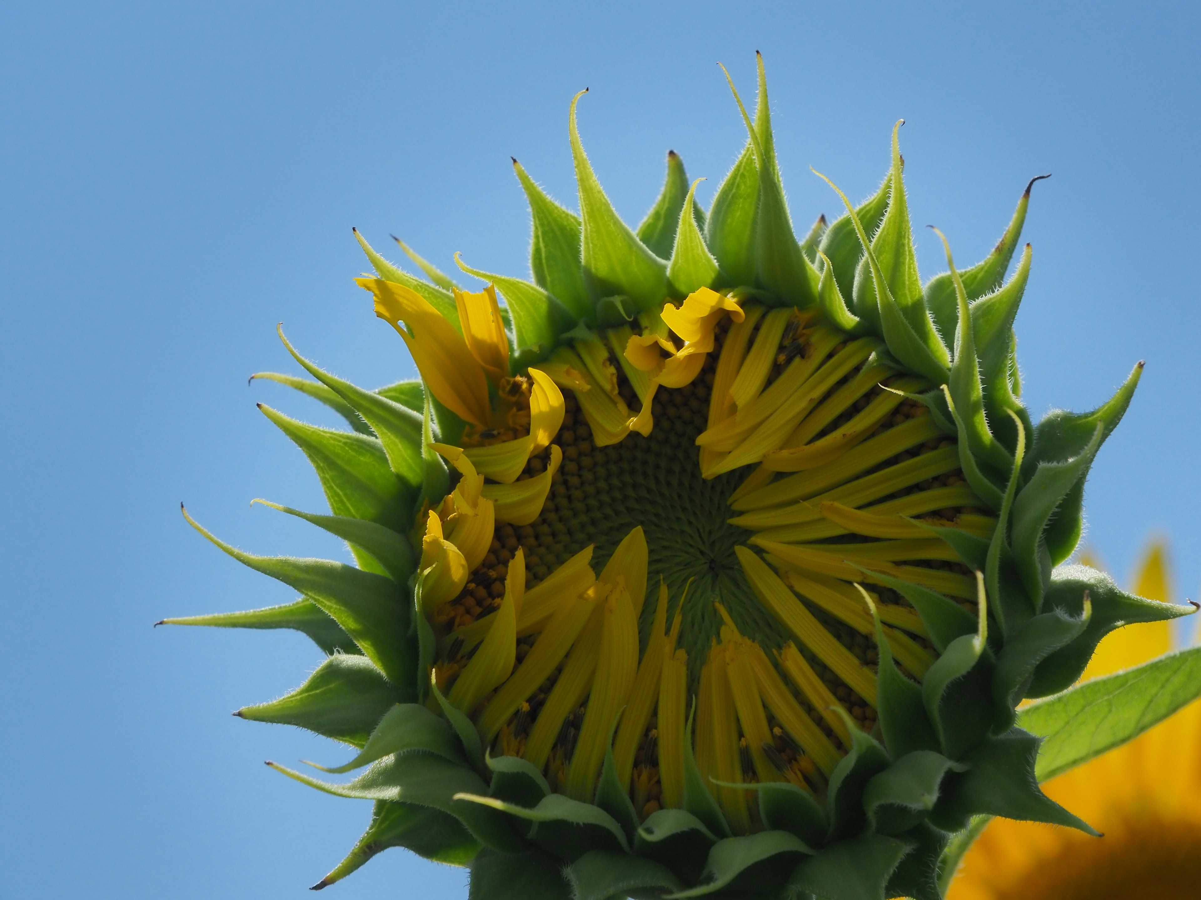 Close-up of a sunflower with visible yellow petals and green leaves