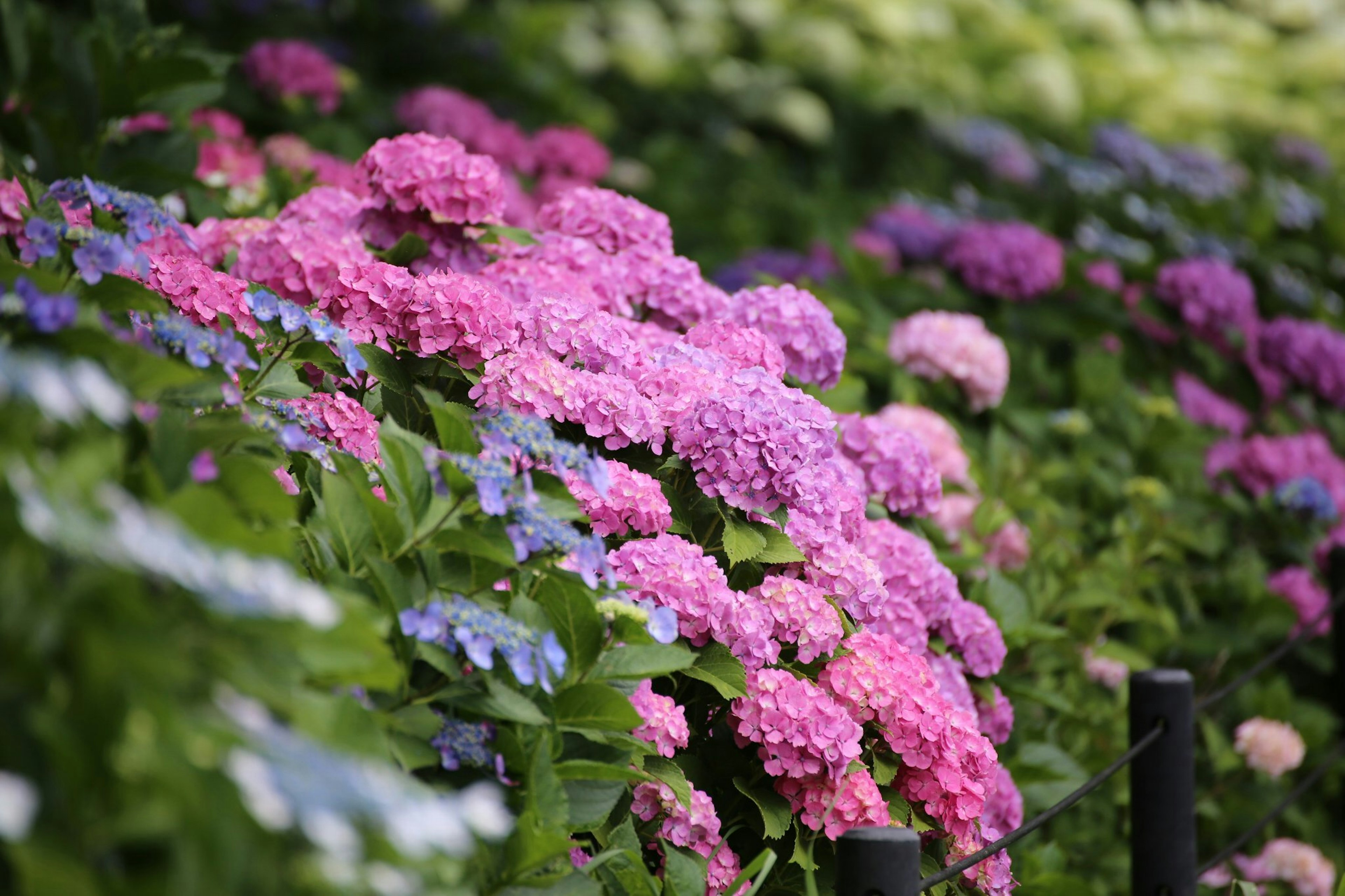 Hortensia berwarna-warni mekar di taman