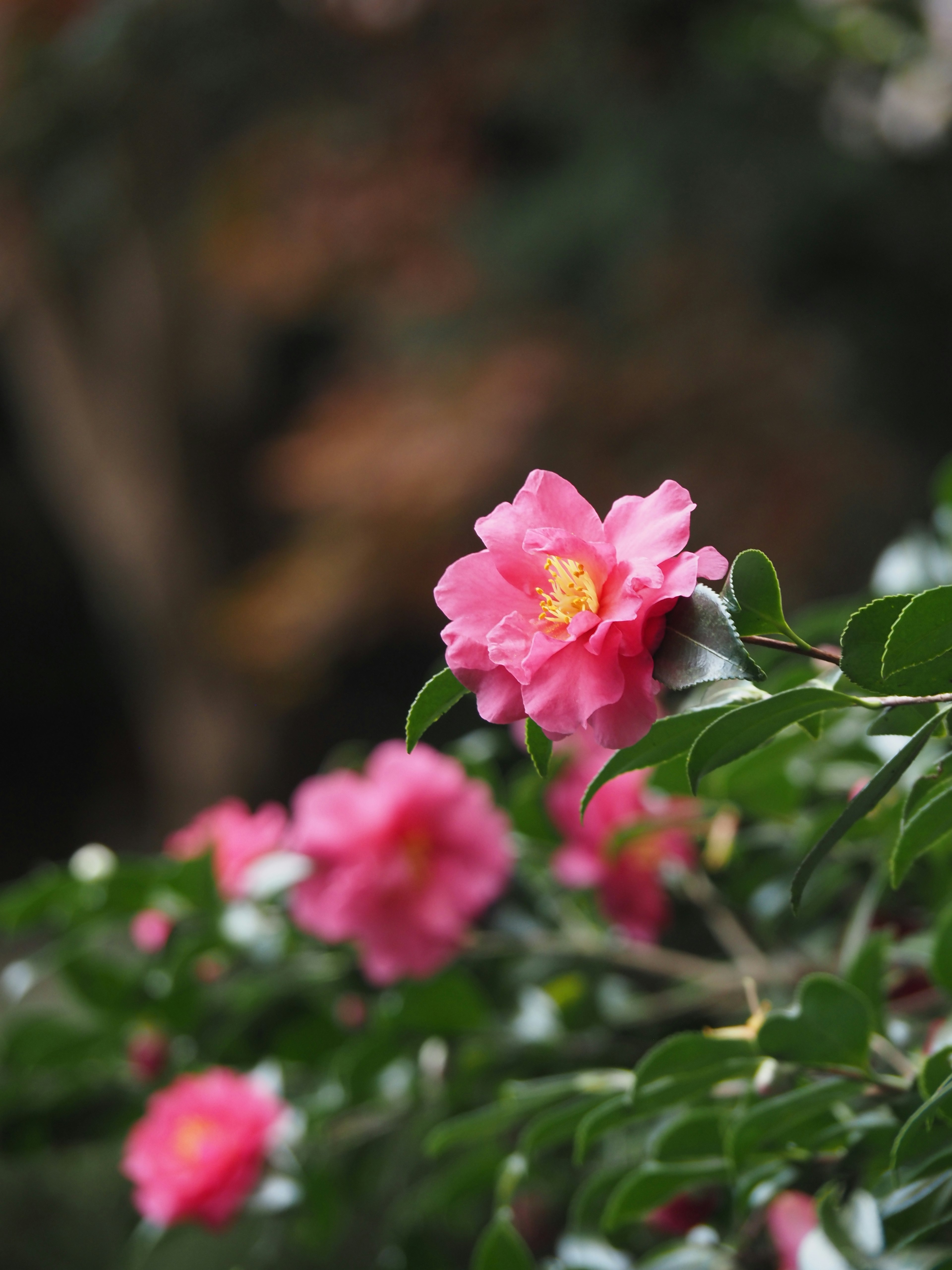 特写生动的粉红色花朵与绿色叶子在植物上