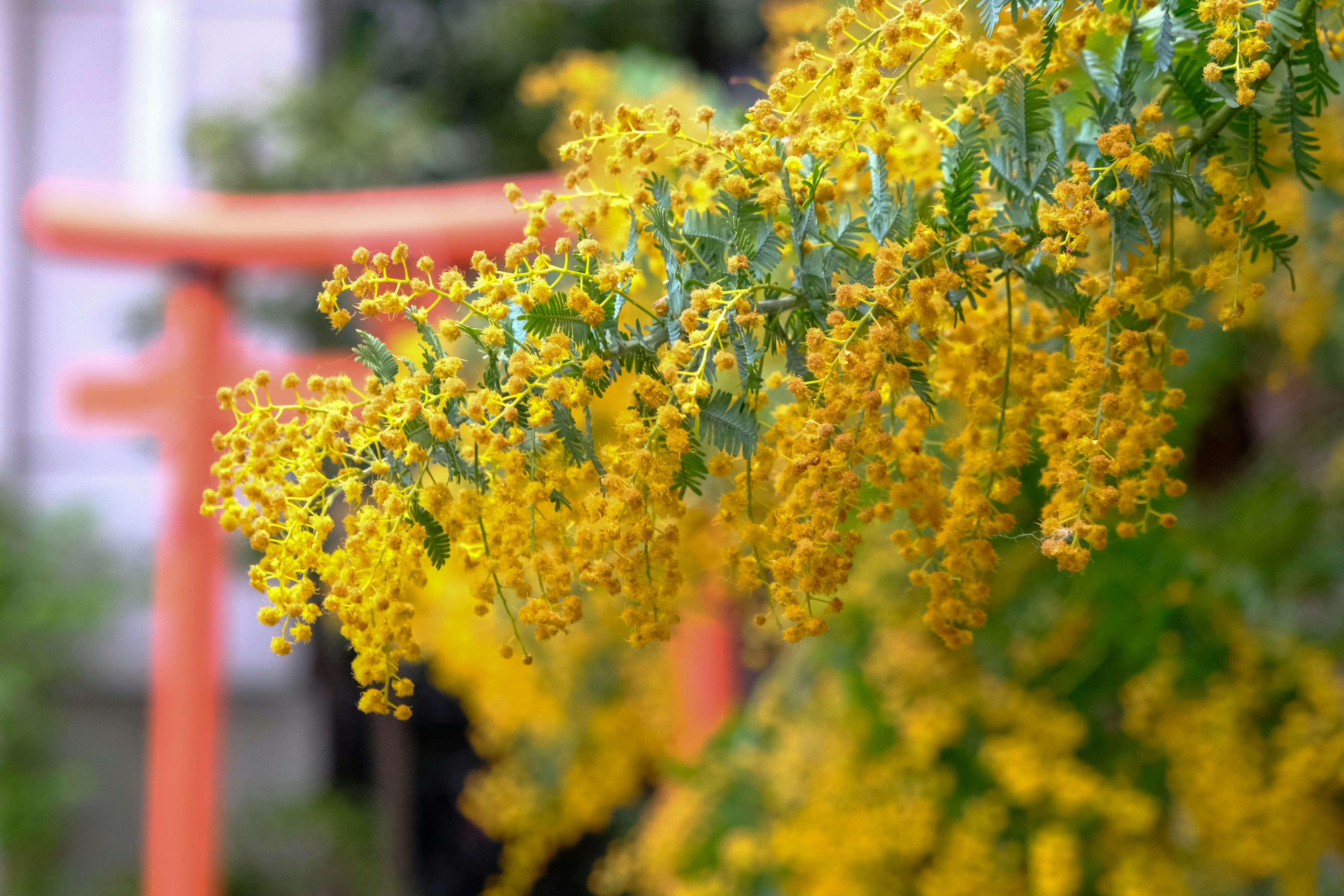 Cành cây có hoa vàng và cổng torii ở phía sau