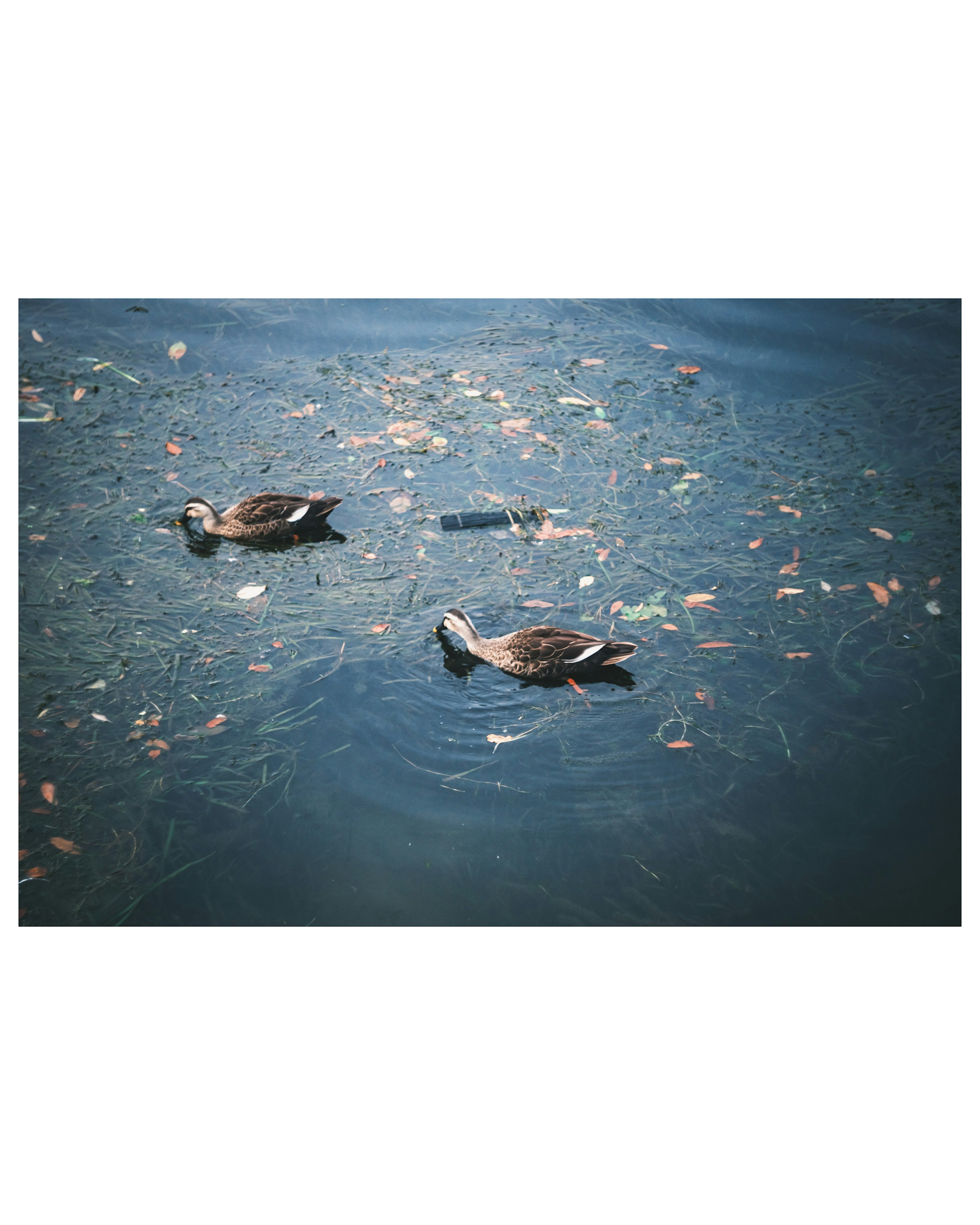 Dos patos nadando en un estanque con hojas coloridas esparcidas