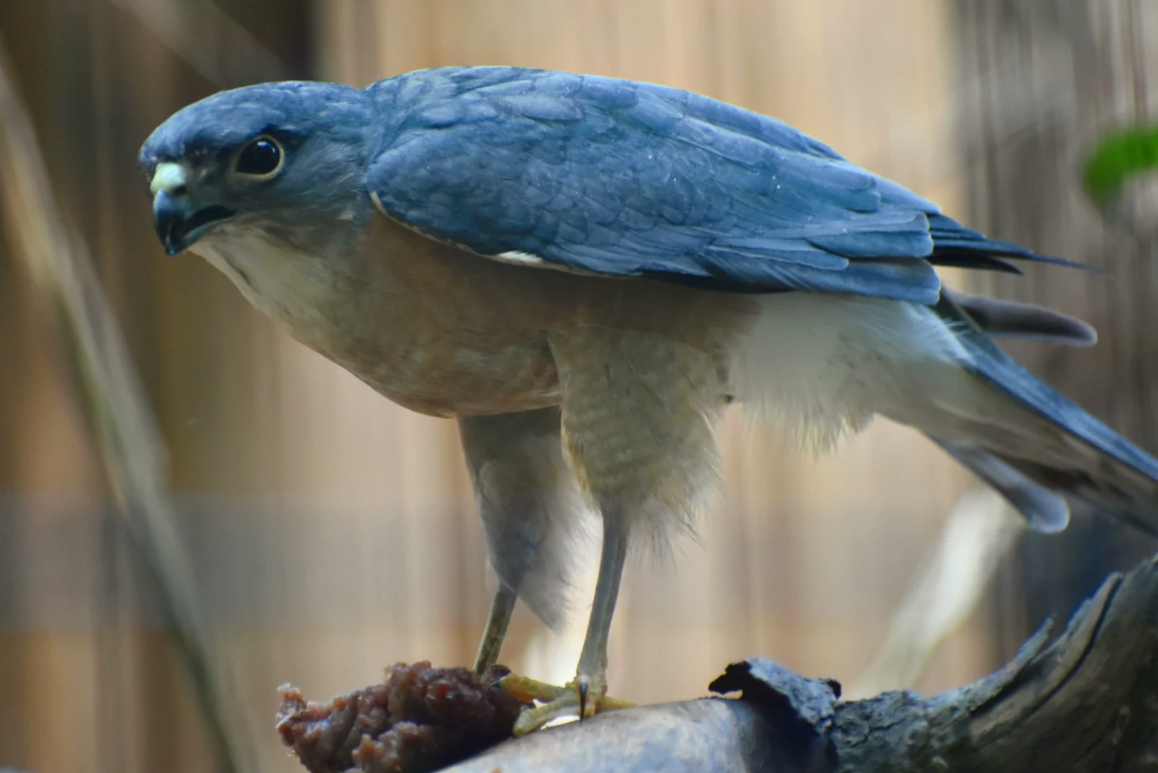 Un ave de presa con plumas azules posada en una rama