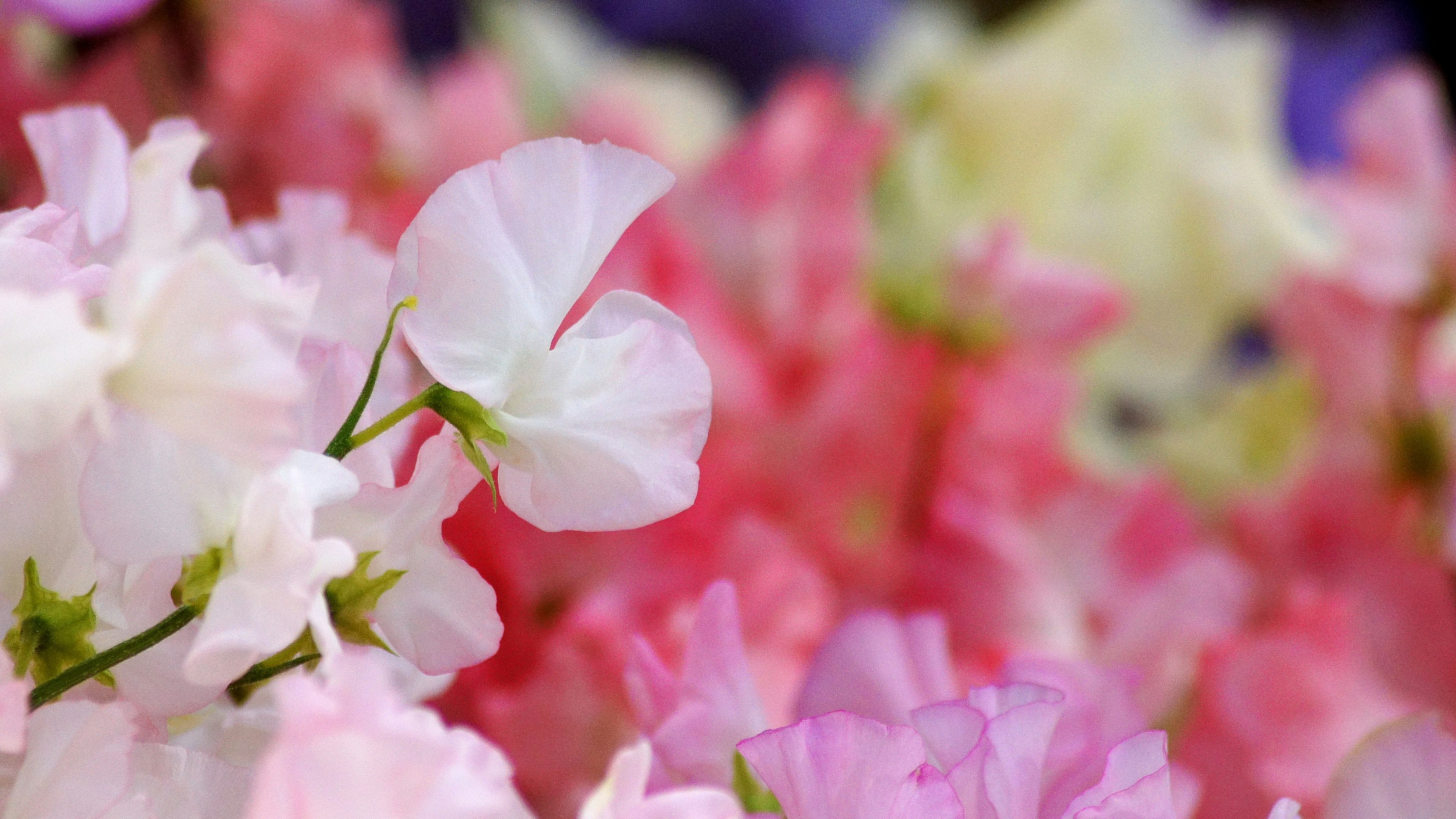 Gros plan de fleurs de pois sucrés colorées en flou doux