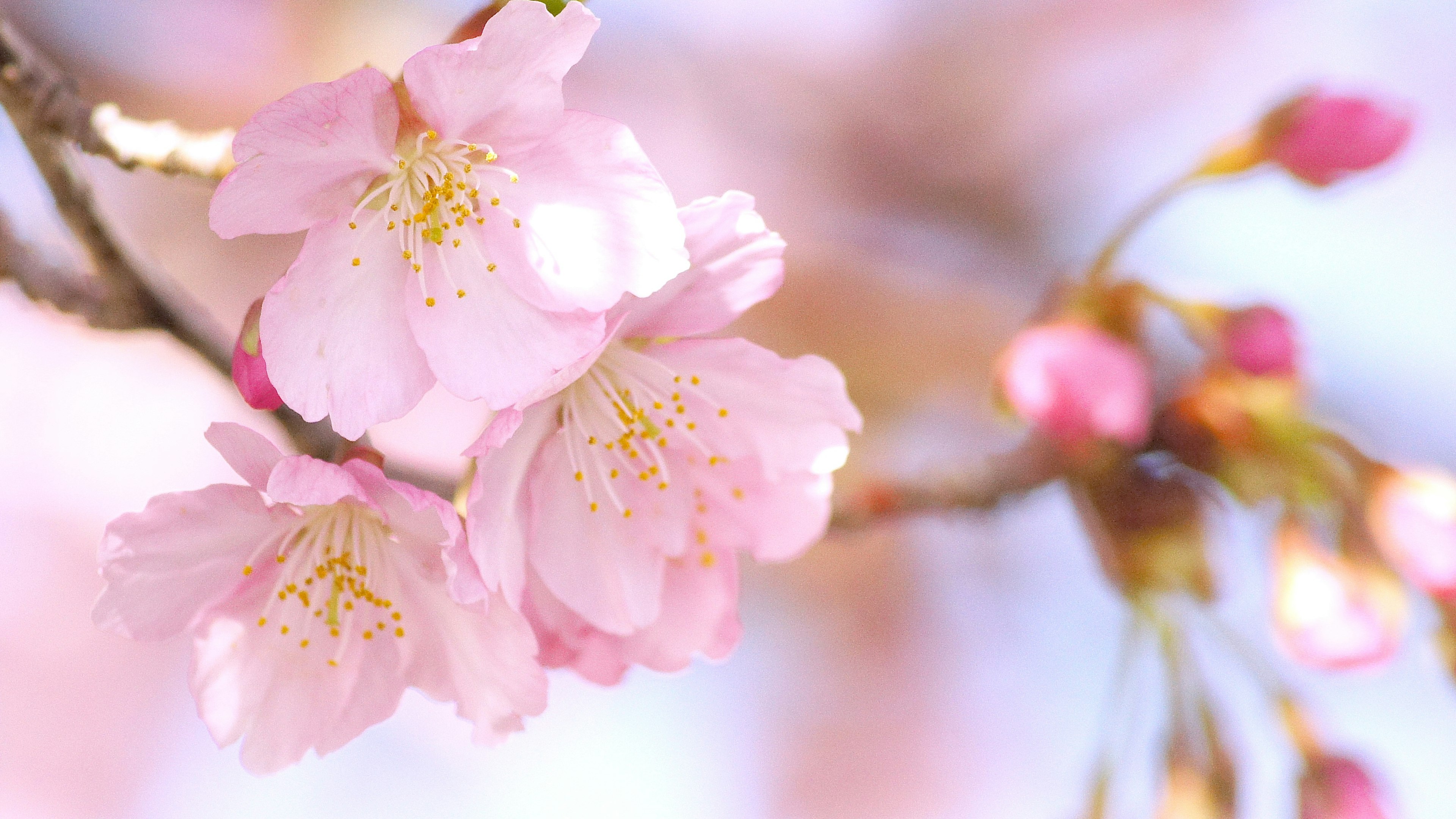 Kedekatan bunga sakura yang indah di cabang