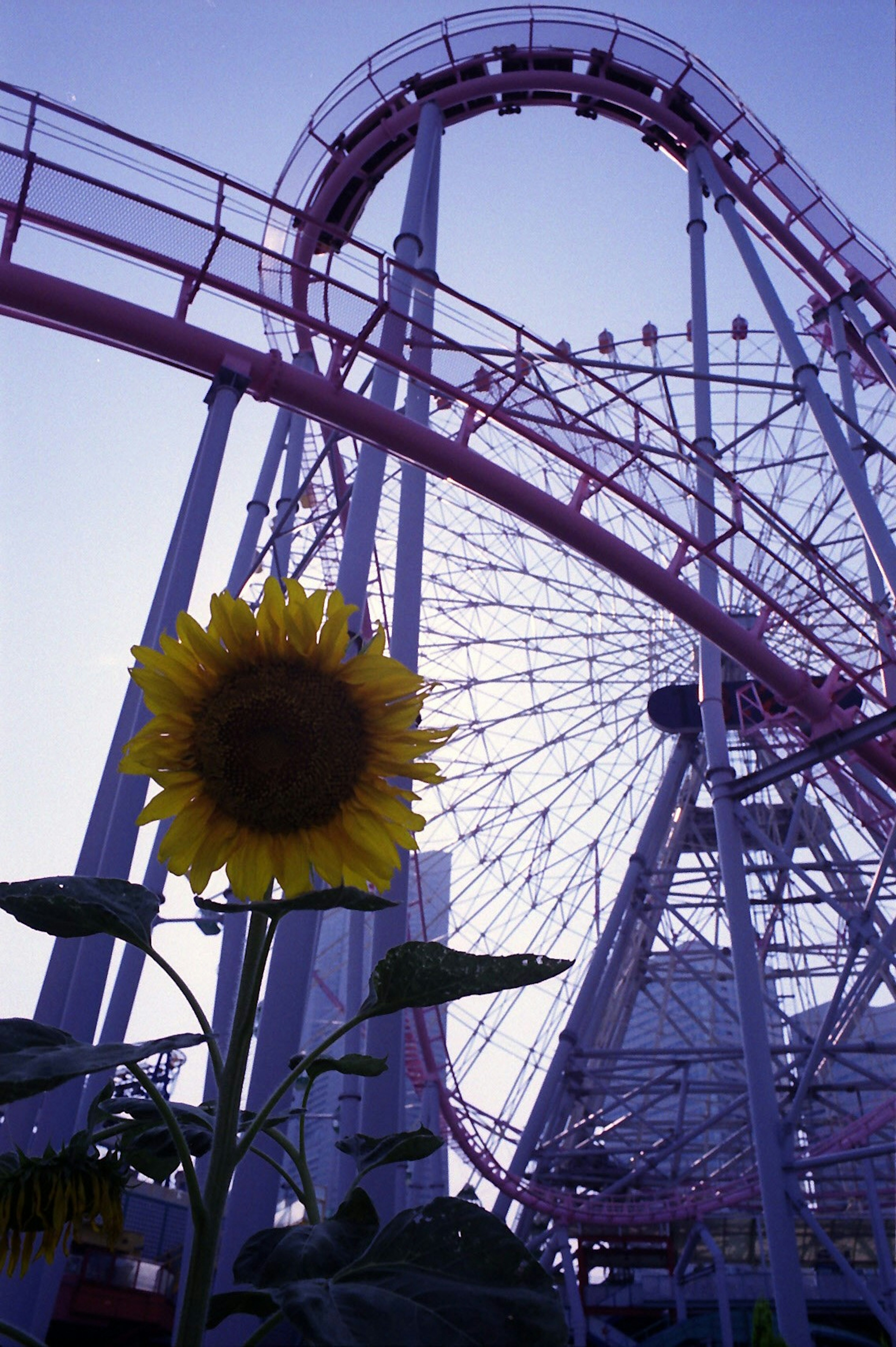 Girasol frente a una montaña rusa y una noria