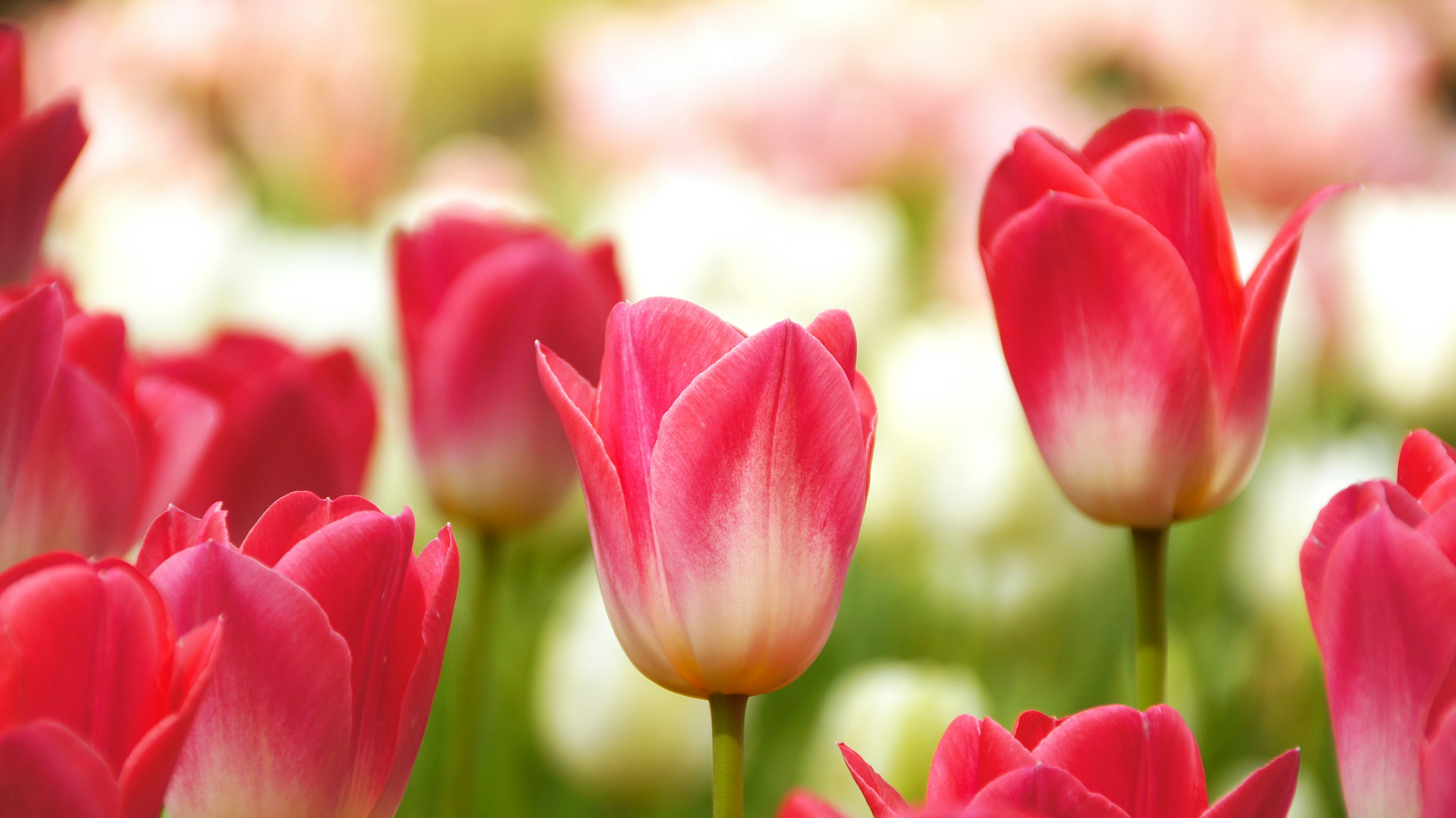 Un vibrante campo de tulipanes rosas en plena floración